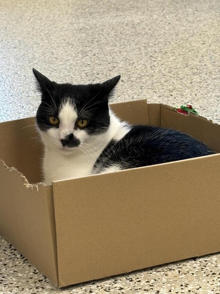 Chap, a Adoptable Domestic Short Hair in Plymouth, MN image 4/4