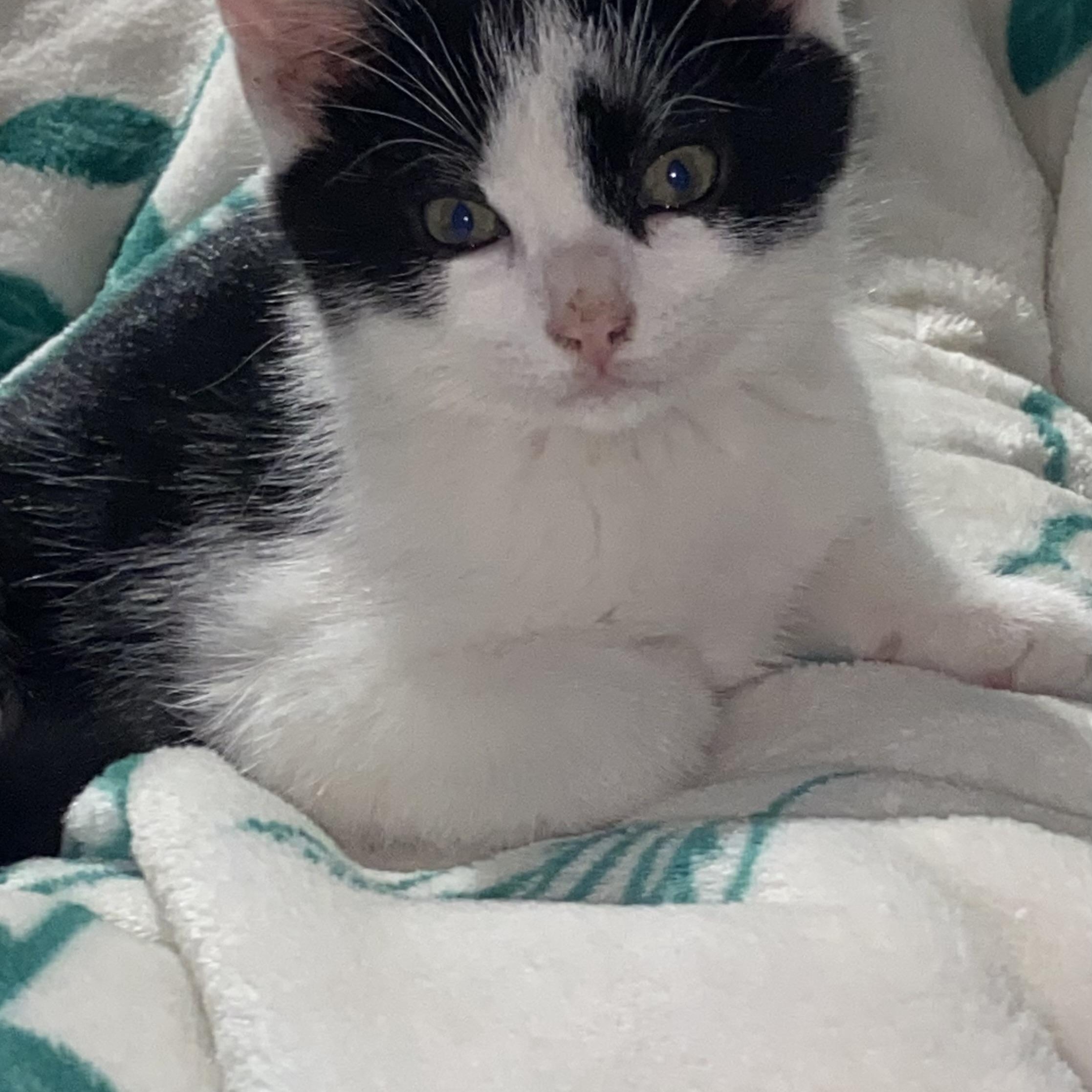 Enlarge Inkblot, a ADOPTABLE Domestic Short Hair in Edinburg, VA image 1/1