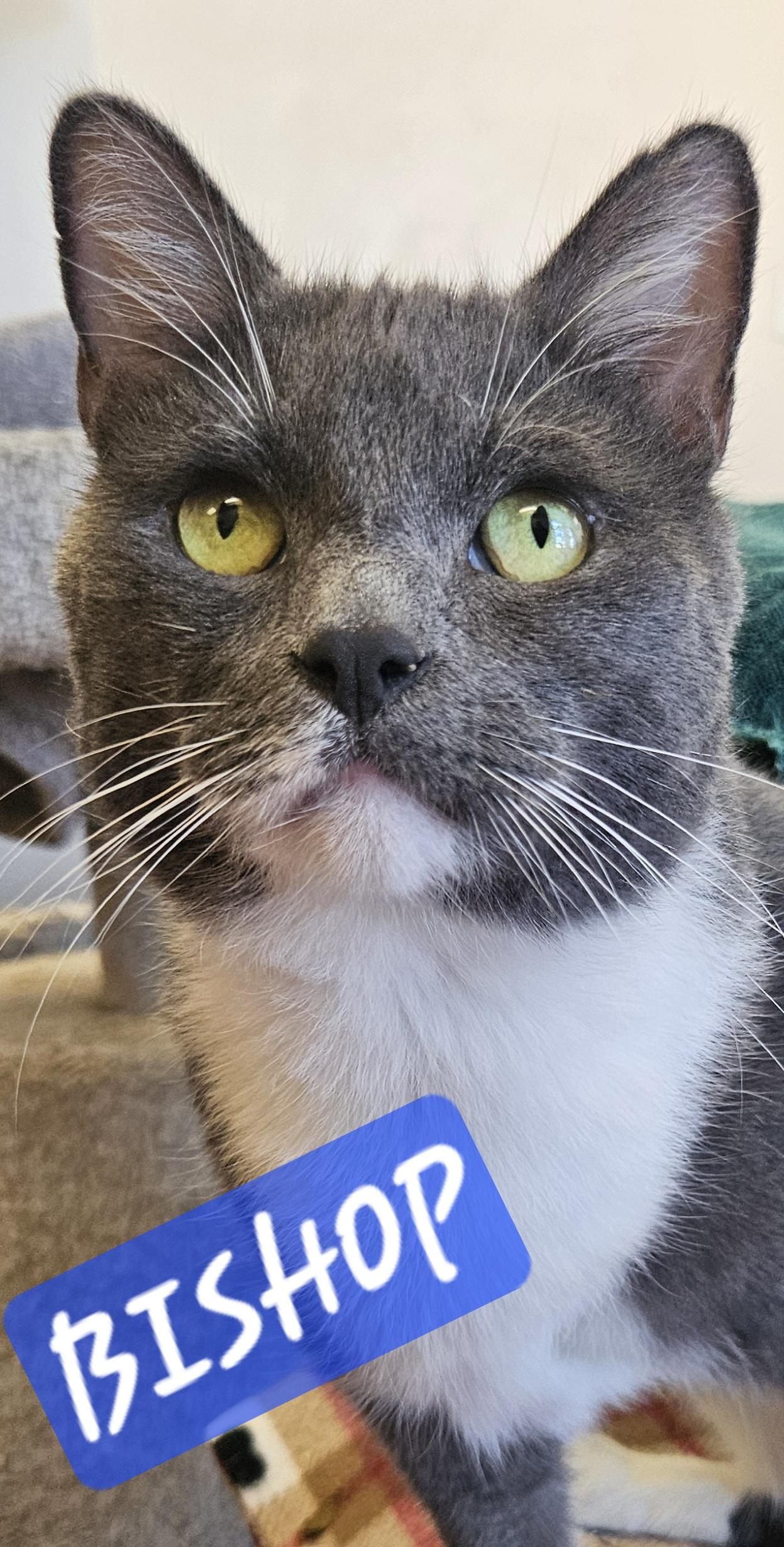 Enlarge Bishop, an adoptable Domestic Short Hair in Orange, CA image 1/6
