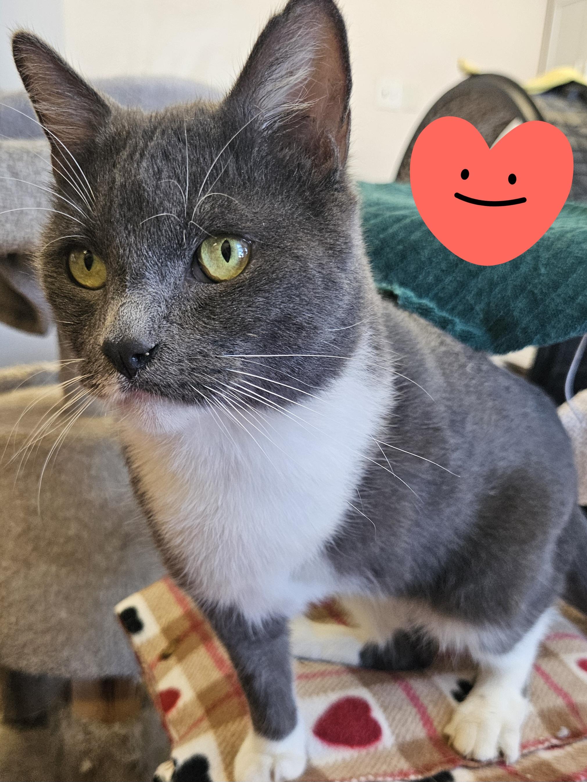 Enlarge Bishop, an adoptable Domestic Short Hair in Orange, CA image 2/6