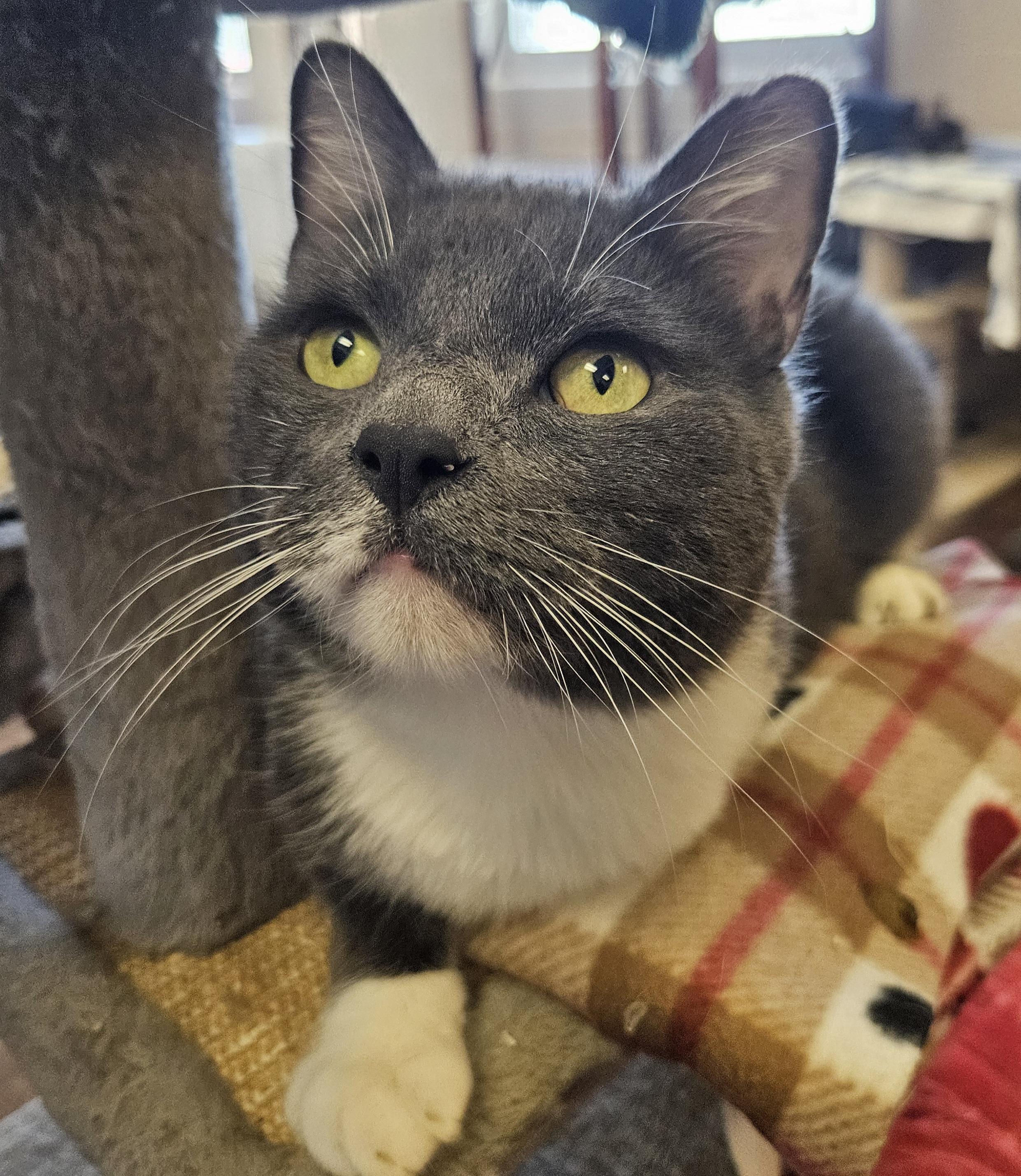 Enlarge Bishop, an adoptable Domestic Short Hair in Orange, CA image 3/6