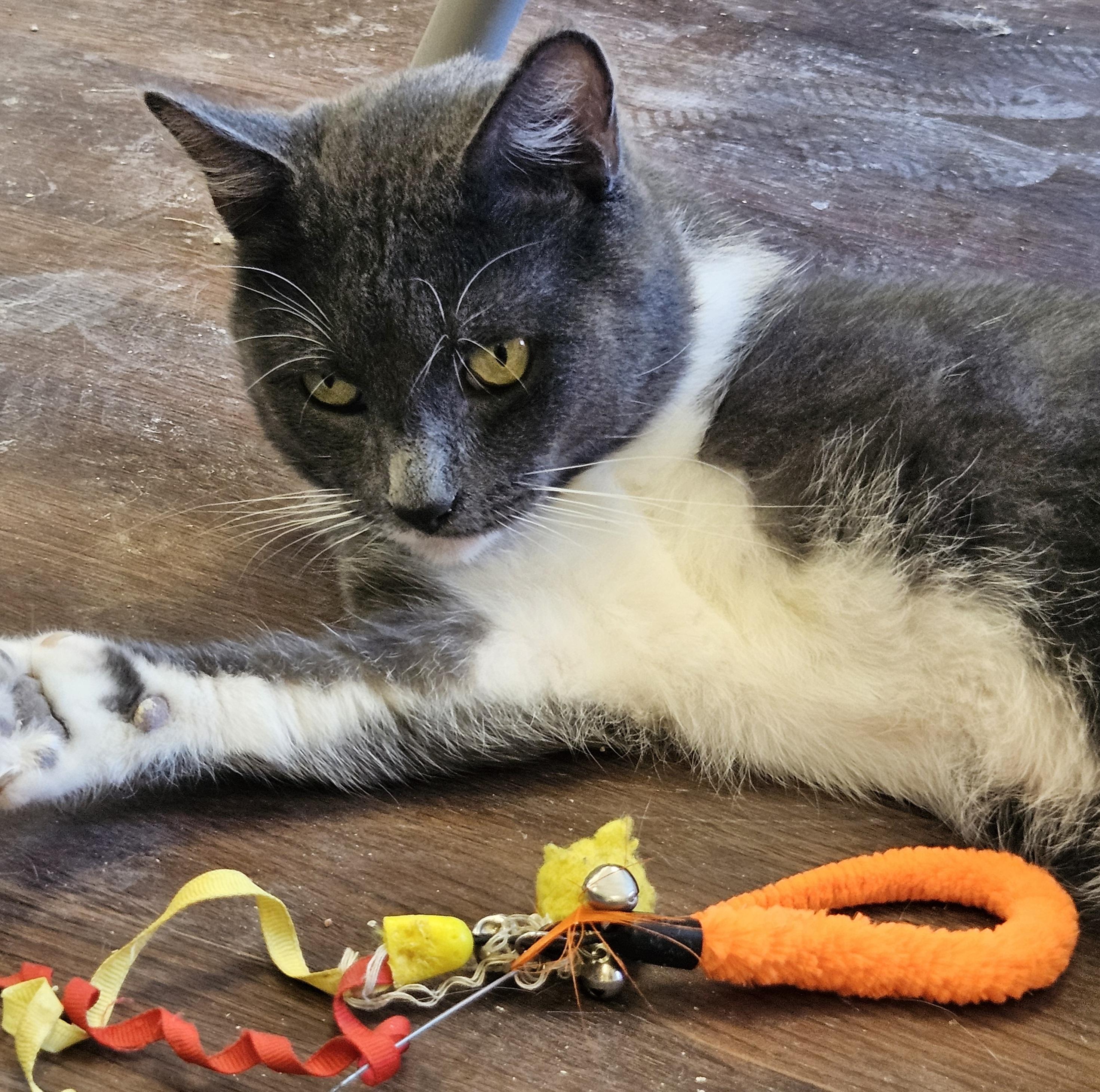 Enlarge Bishop, an adoptable Domestic Short Hair in Orange, CA image 4/6