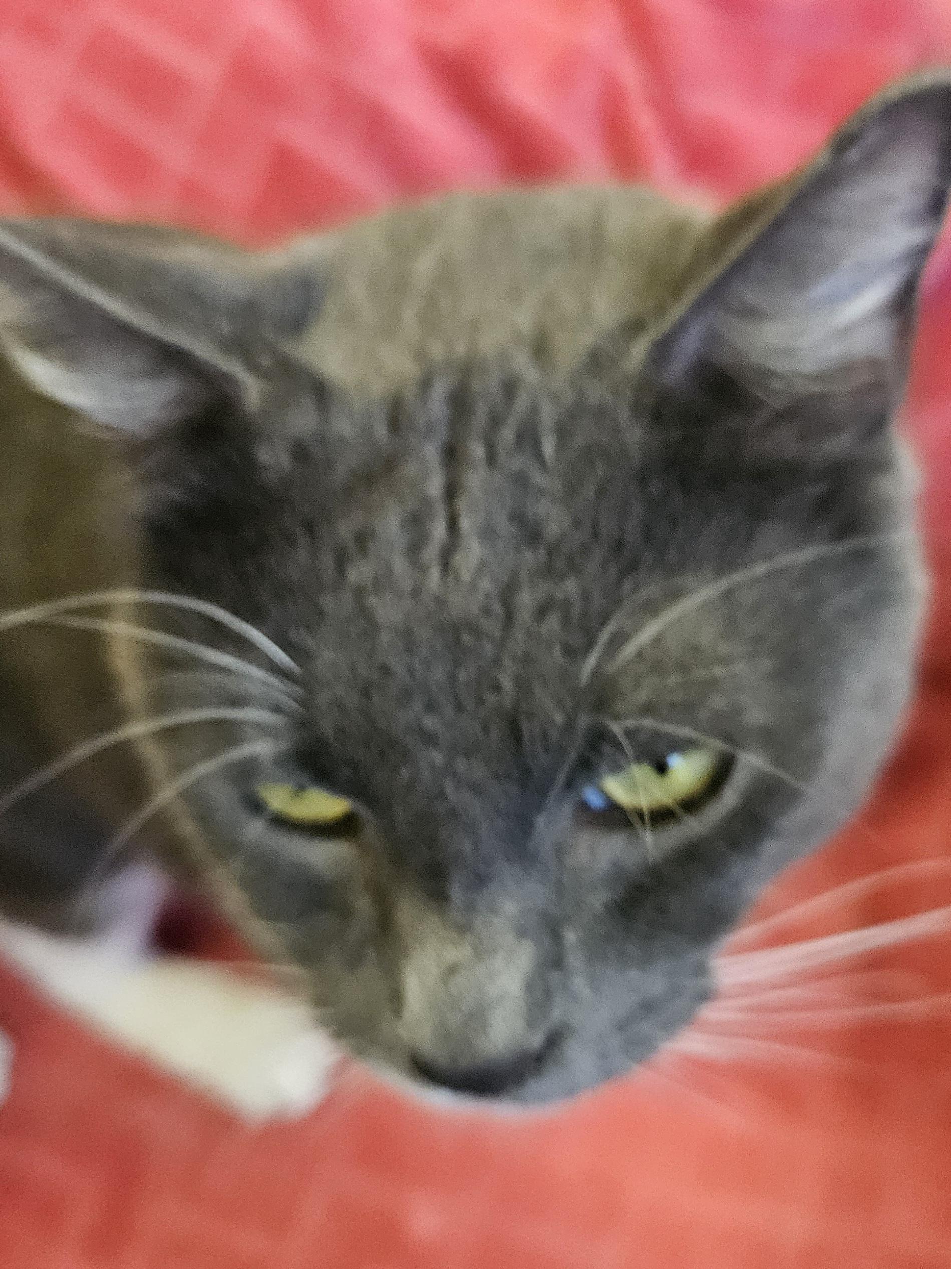 Enlarge Bishop, an adoptable Domestic Short Hair in Orange, CA image 5/6