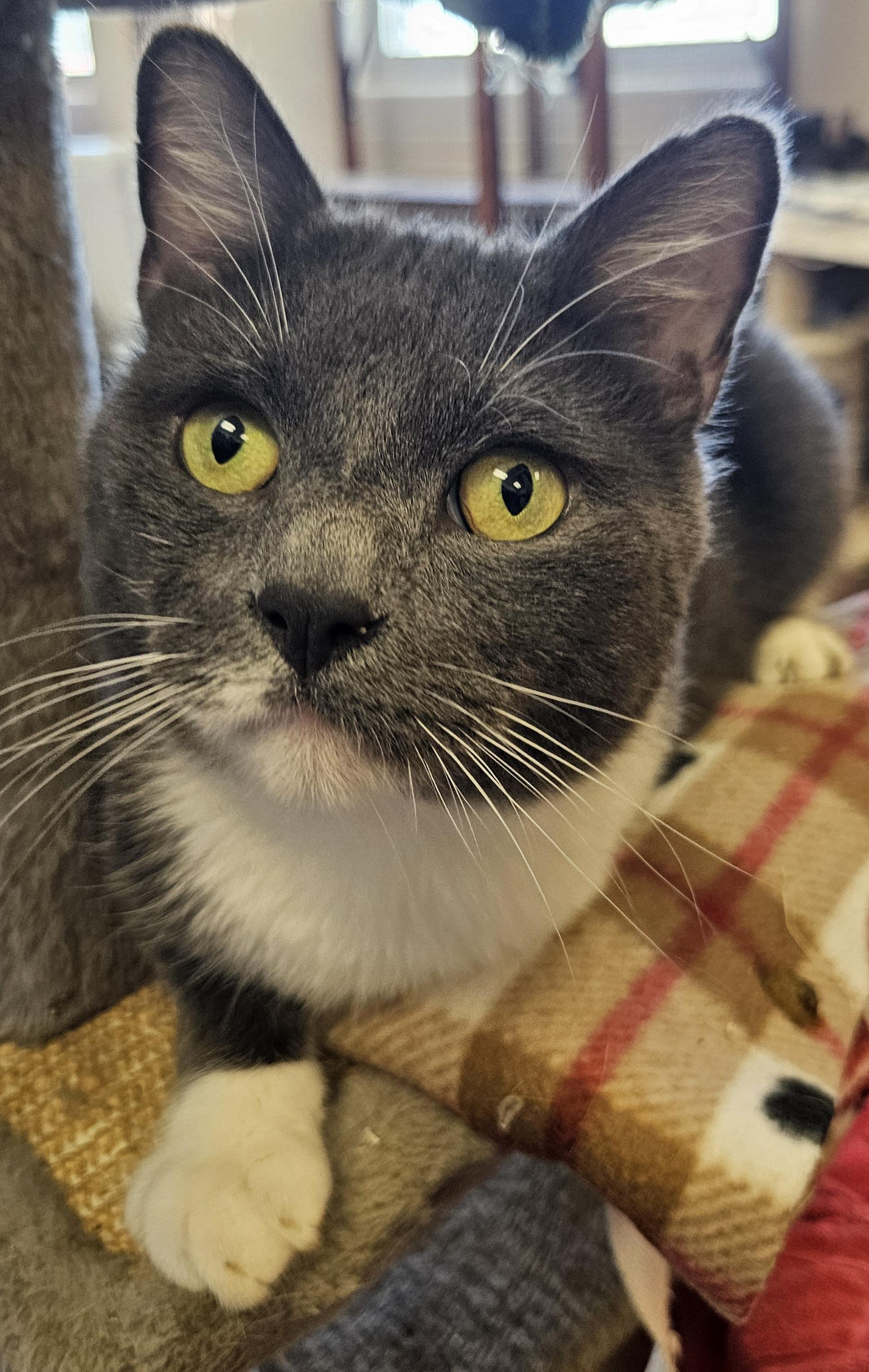 Enlarge Bishop, an adoptable Domestic Short Hair in Orange, CA image 6/6