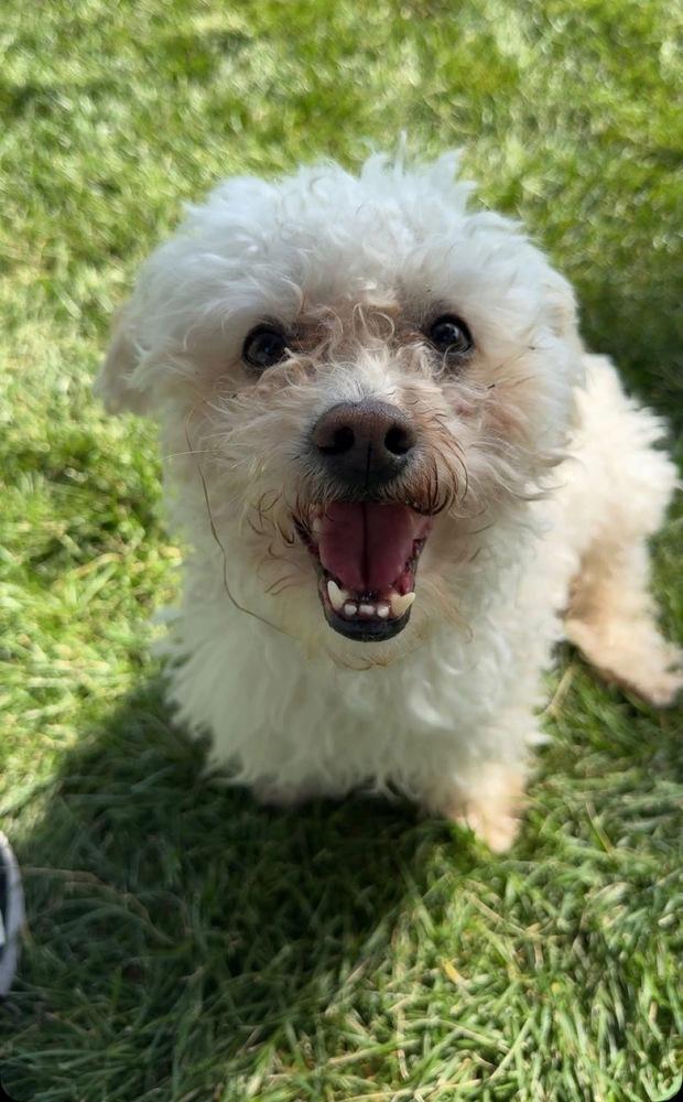 Coco, a Adoptable mixed breed in Aurora, CO image 1/4