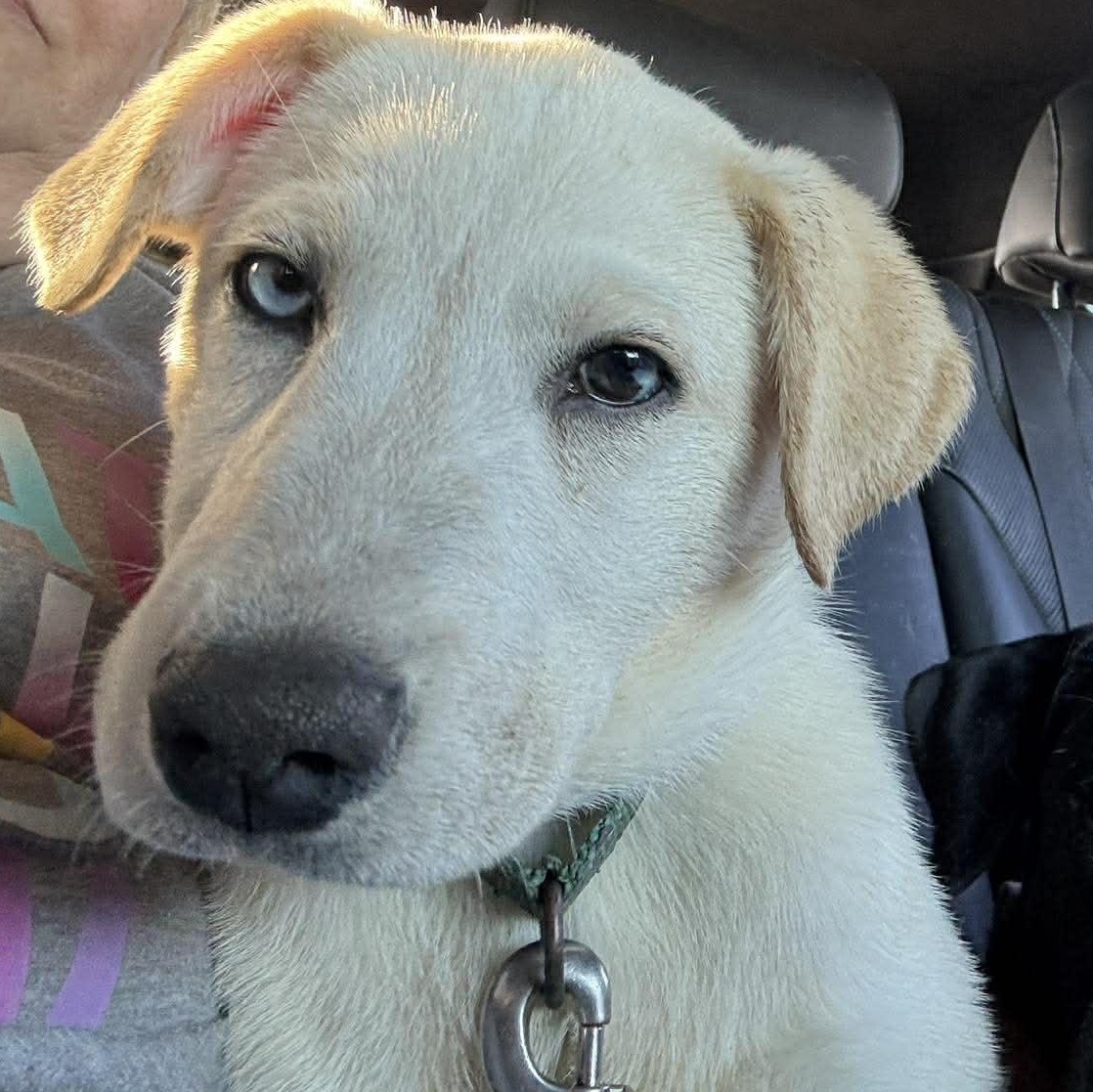 Enlarge Ivy, a Adoptable mixed breed in Brattleboro, VT image 1/4