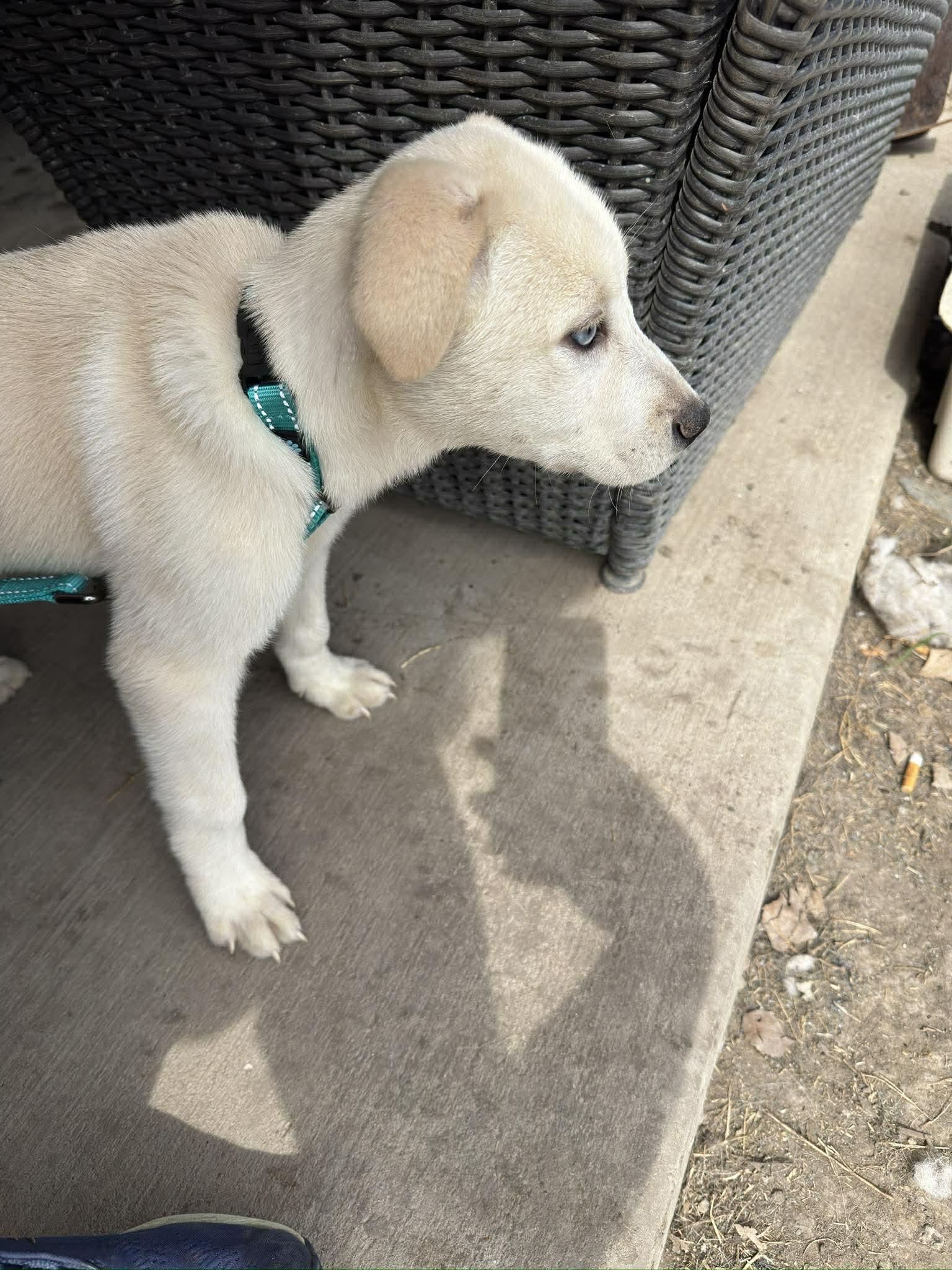 Enlarge Ivy, a Adoptable mixed breed in Brattleboro, VT image 4/4