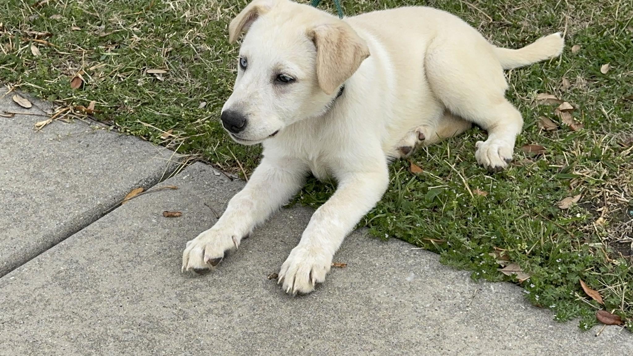 Enlarge Ivy, a Adoptable mixed breed in Brattleboro, VT image 2/4