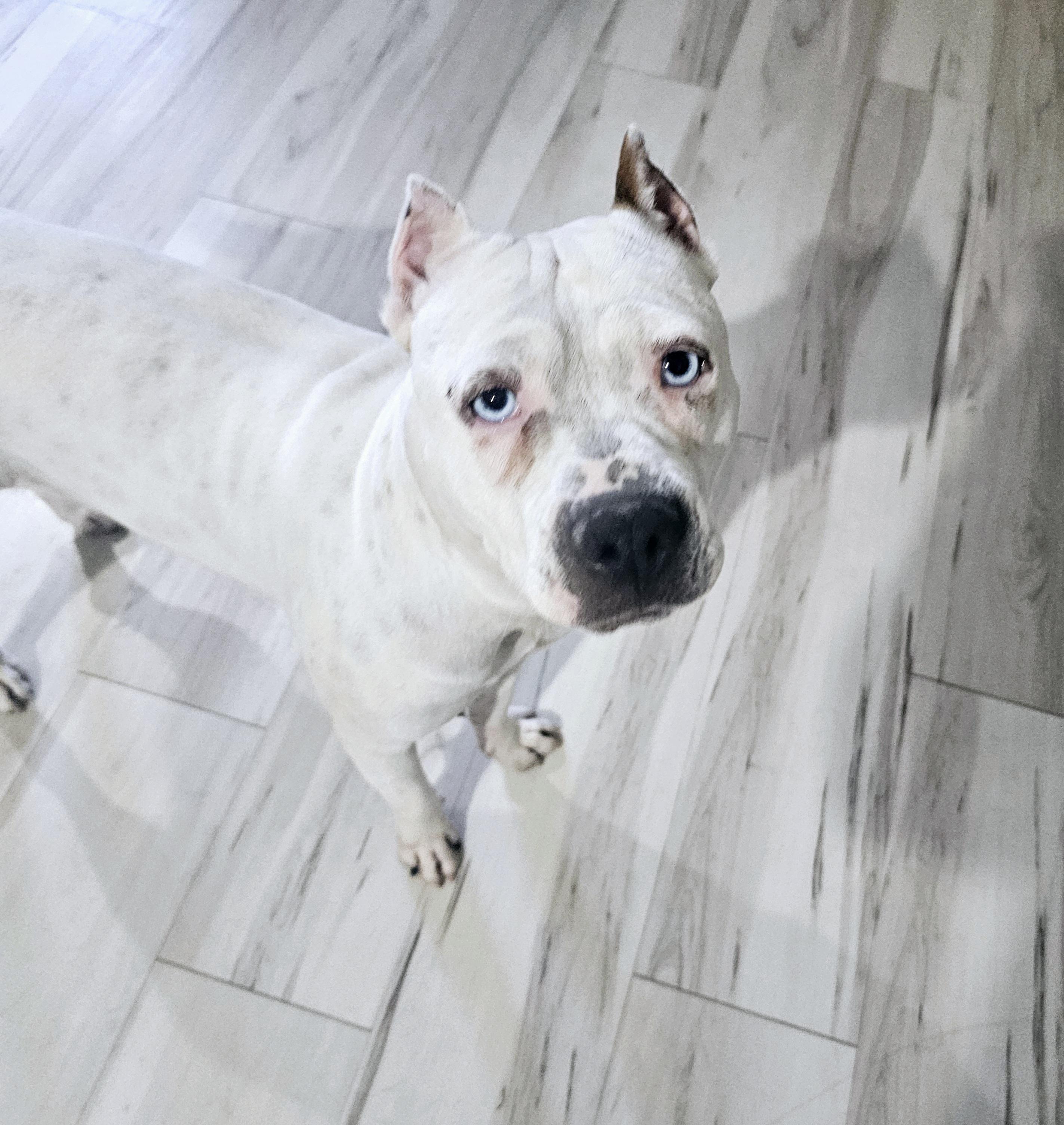Lychee, Adoptable, Adult Female American Staffordshire Terrier.