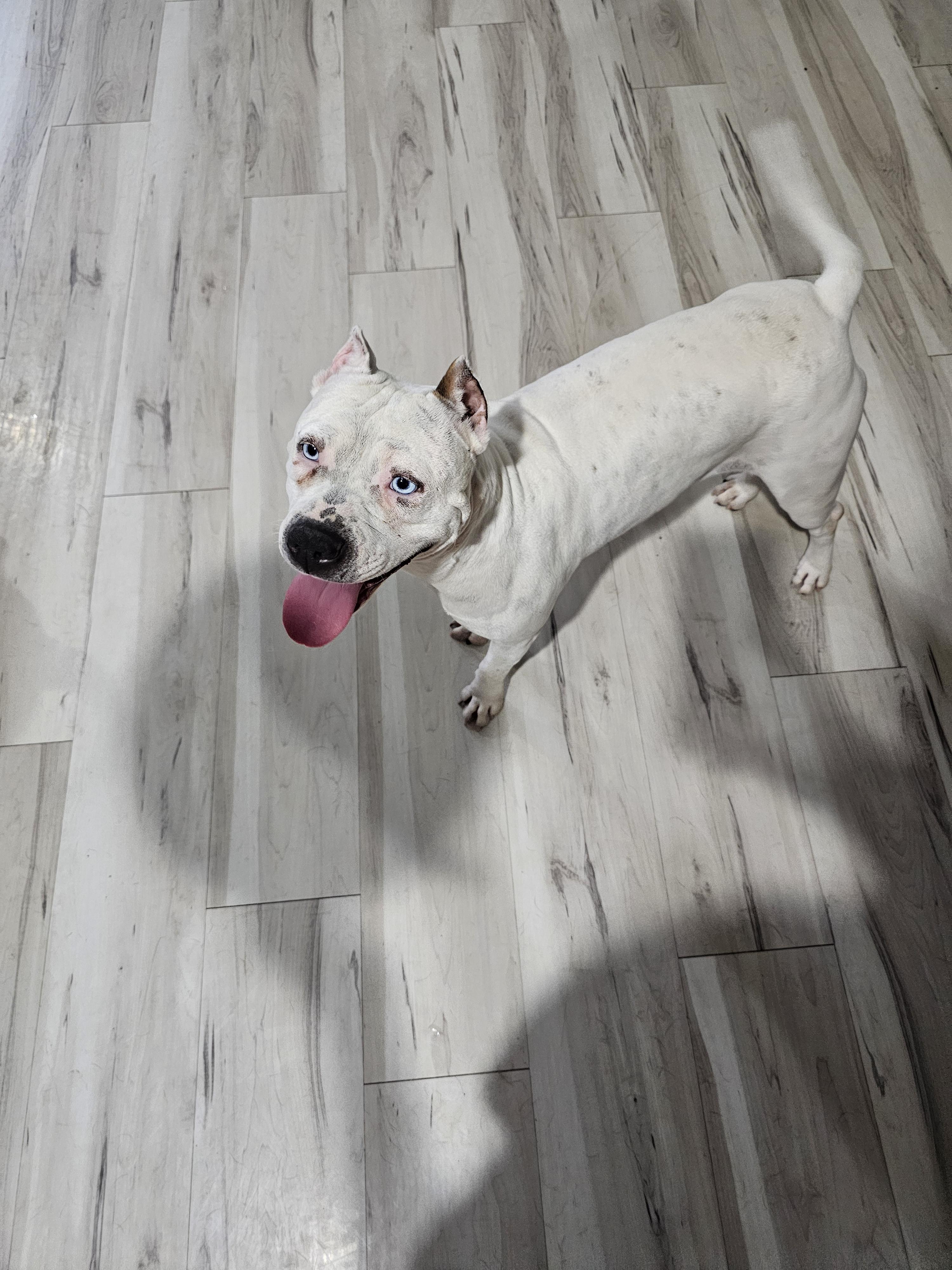 Lychee, Adoptable, Adult Female American Staffordshire Terrier.