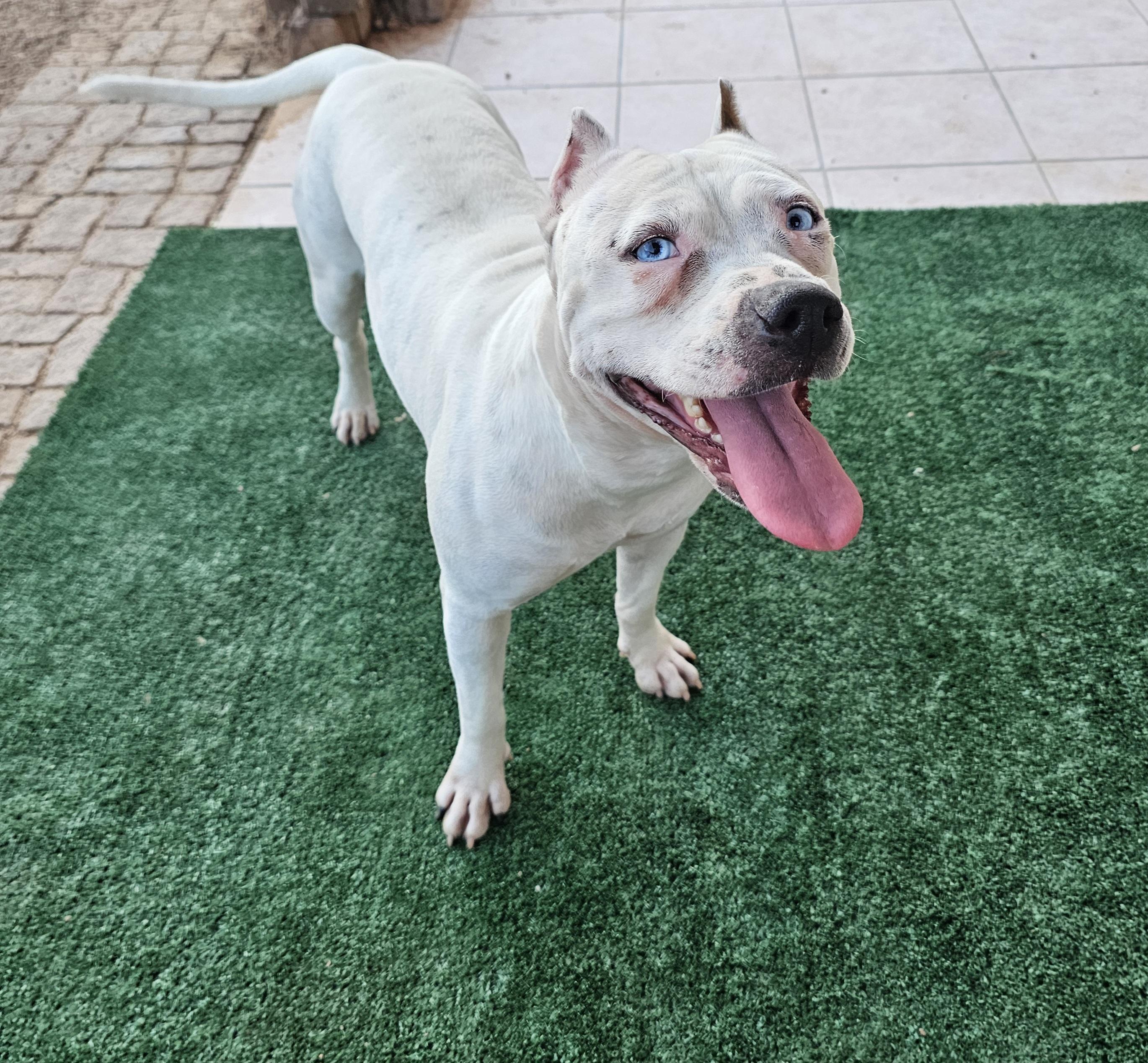 Enlarge Lychee, a Adoptable mixed breed in Mesa, AZ image 4/6