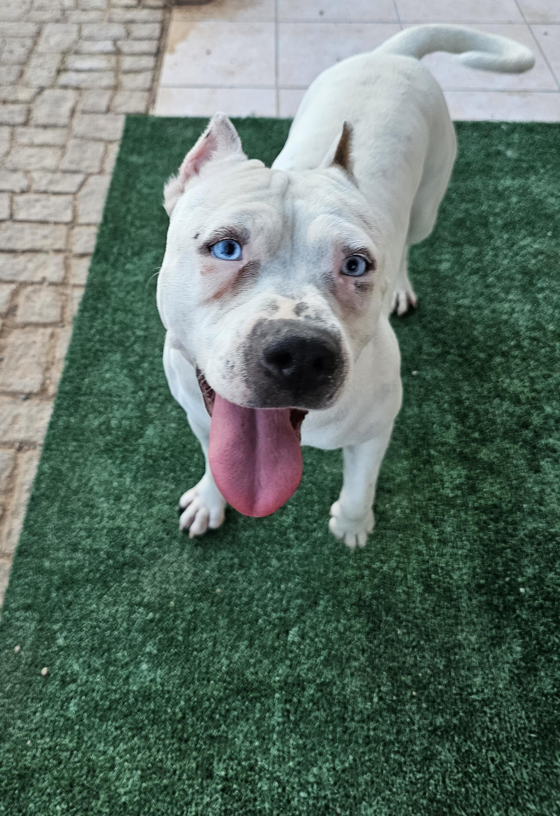 Enlarge Lychee, a Adoptable mixed breed in Mesa, AZ image 5/6