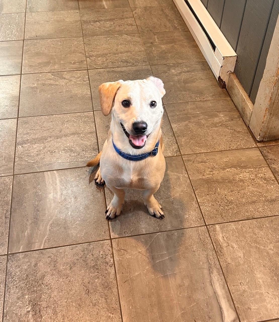 Enlarge Carl, a Adopted mixed breed in South Charleston, OH image 1/2