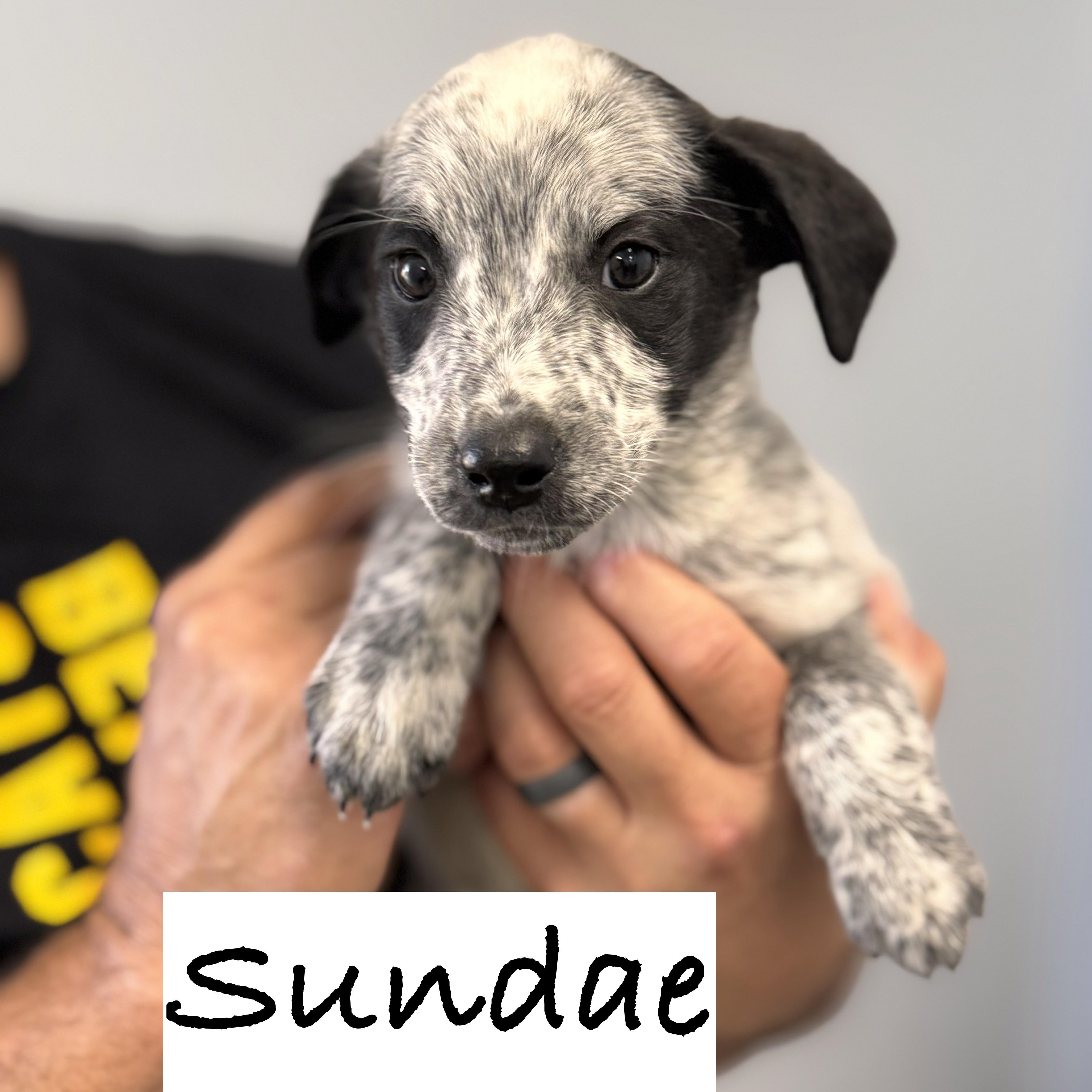 *SUNDAE, a Adoptable mixed breed in Wilmington, OH image 3/4