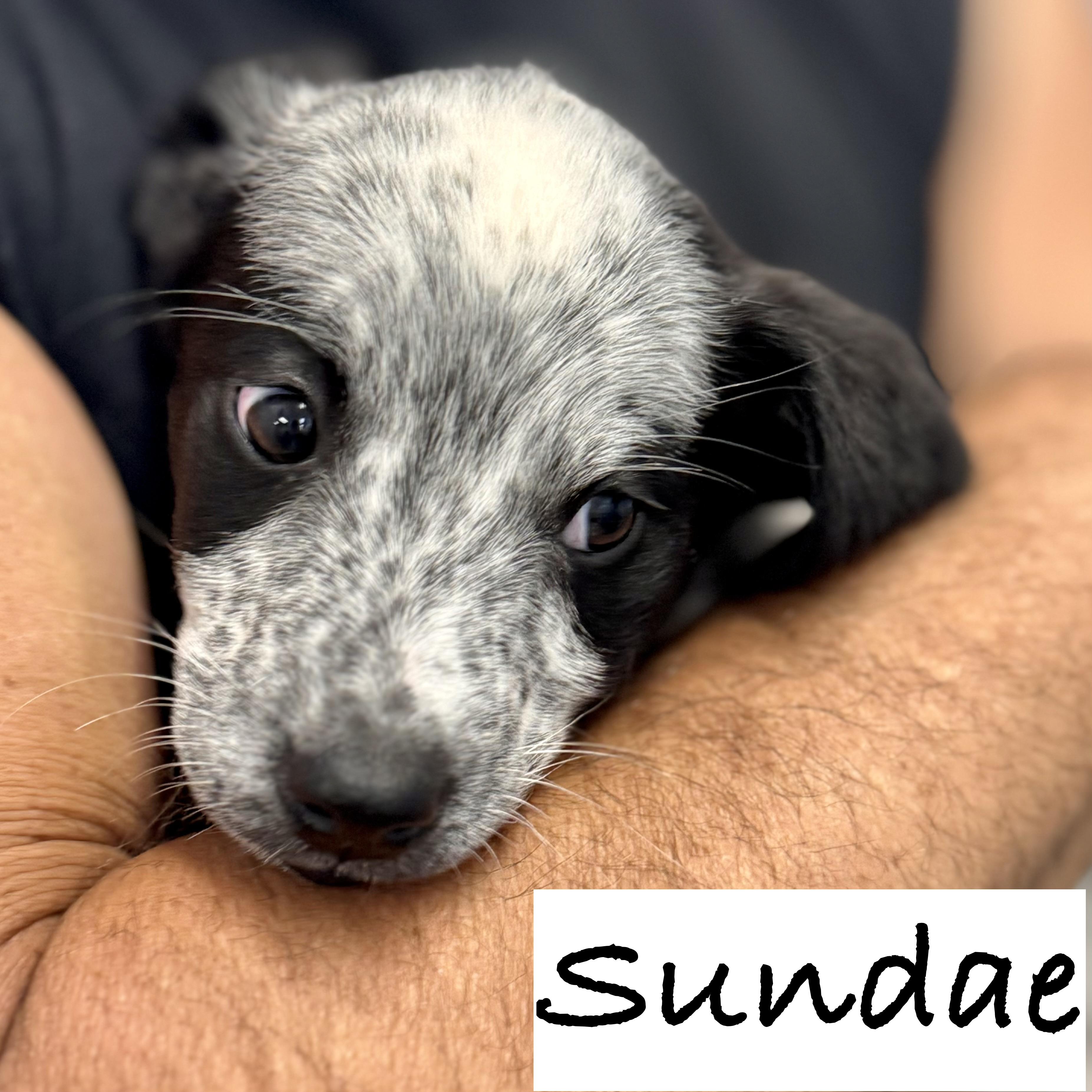 *SUNDAE, a Adoptable mixed breed in Wilmington, OH image 2/4