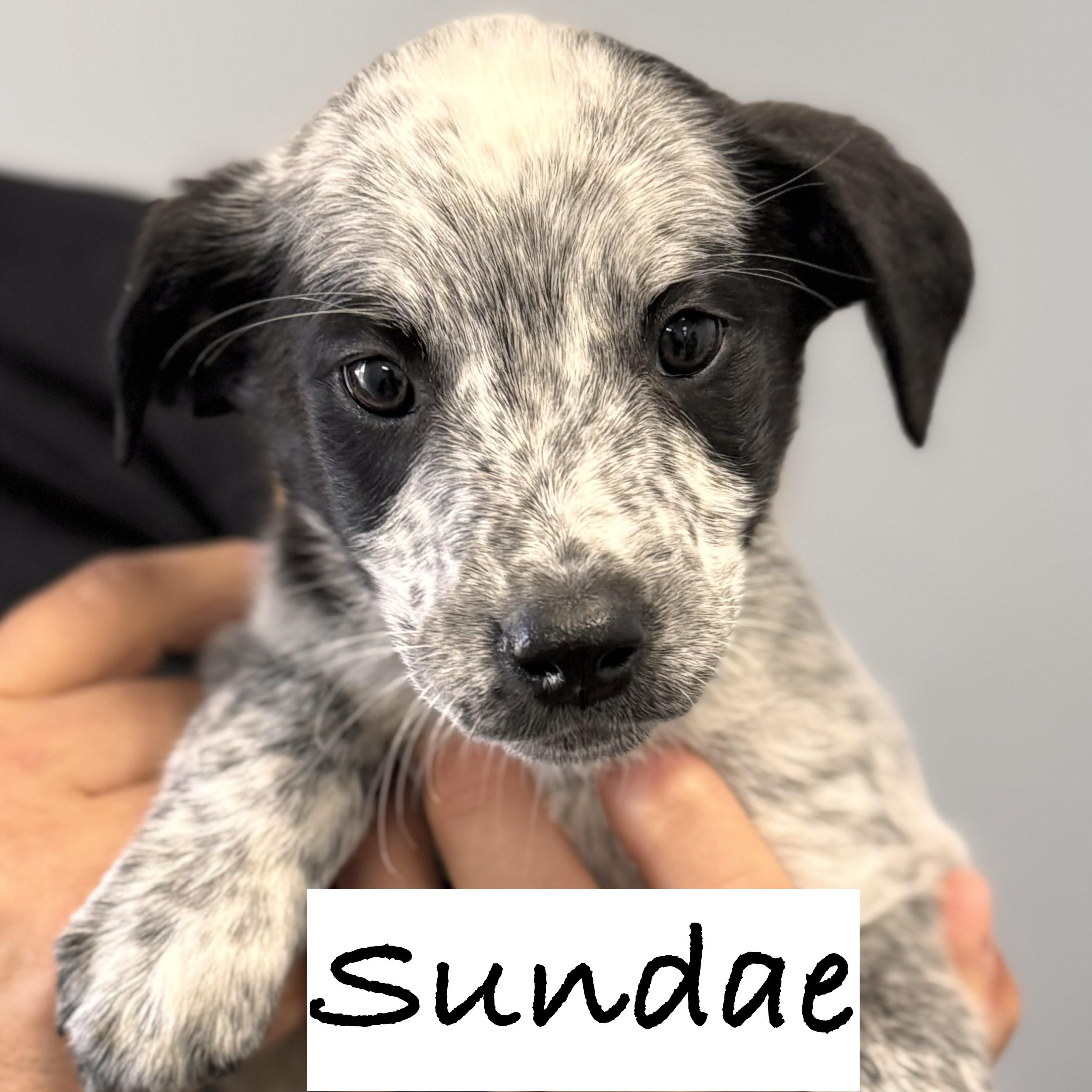 *SUNDAE, a Adoptable mixed breed in Wilmington, OH image 1/4