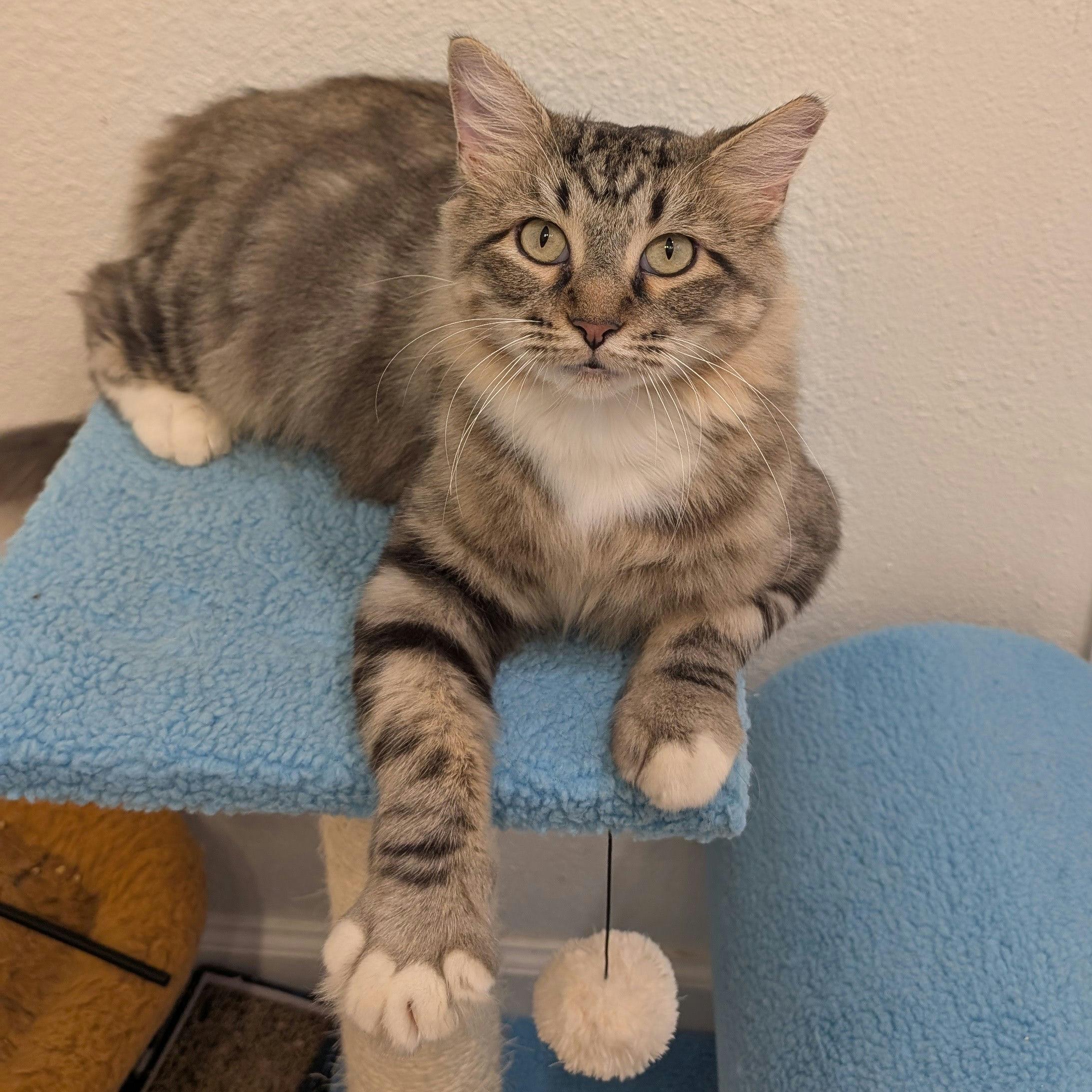 Cleopatra