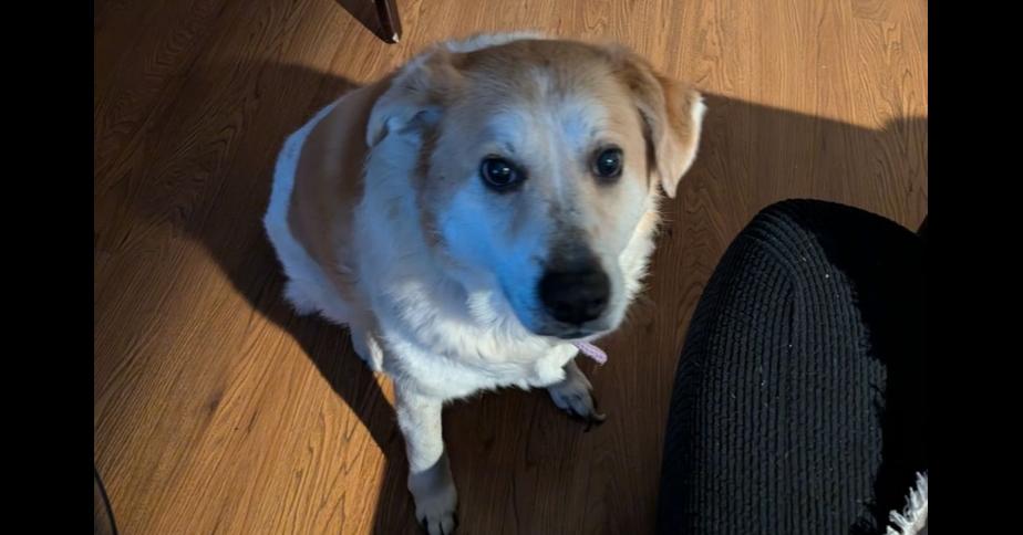 Enlarge Zoe, a Adopted mixed breed in Naperville, IL image 1/4