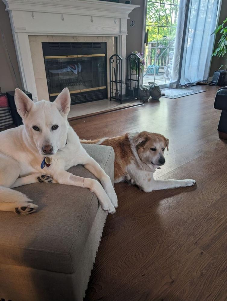 Enlarge Zoe, a Adopted mixed breed in Naperville, IL image 4/4