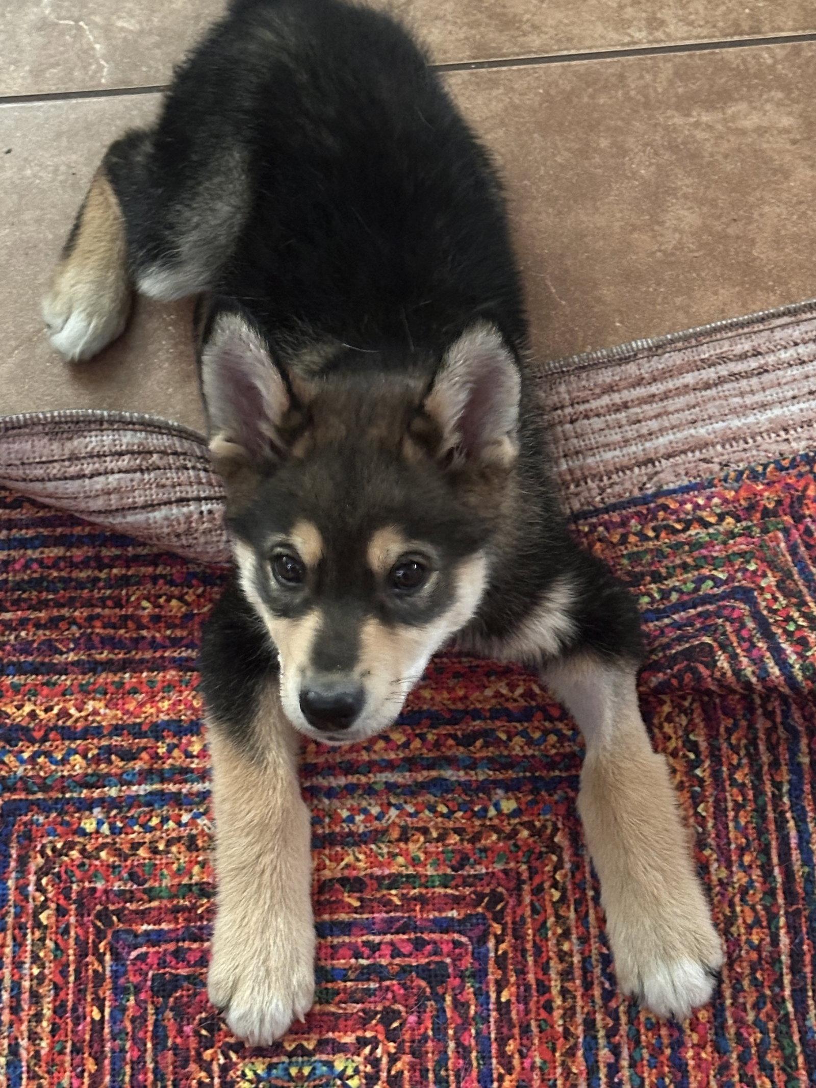 Enlarge Pippin, a Adoptable Husky in Polson, MT image 1/2