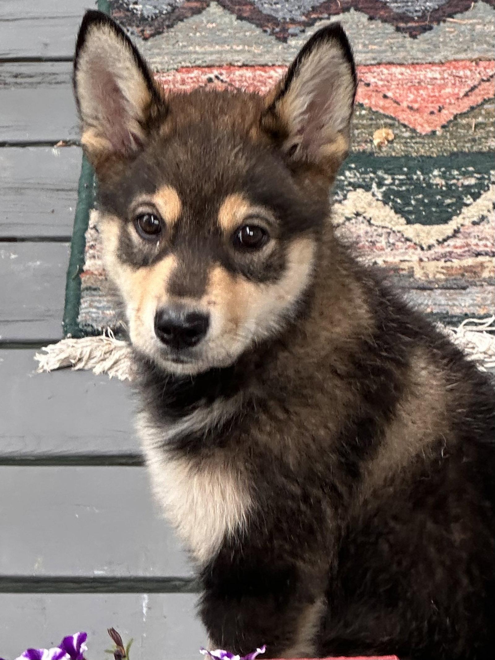 Enlarge Pippin, a Adoptable Husky in Polson, MT image 2/2
