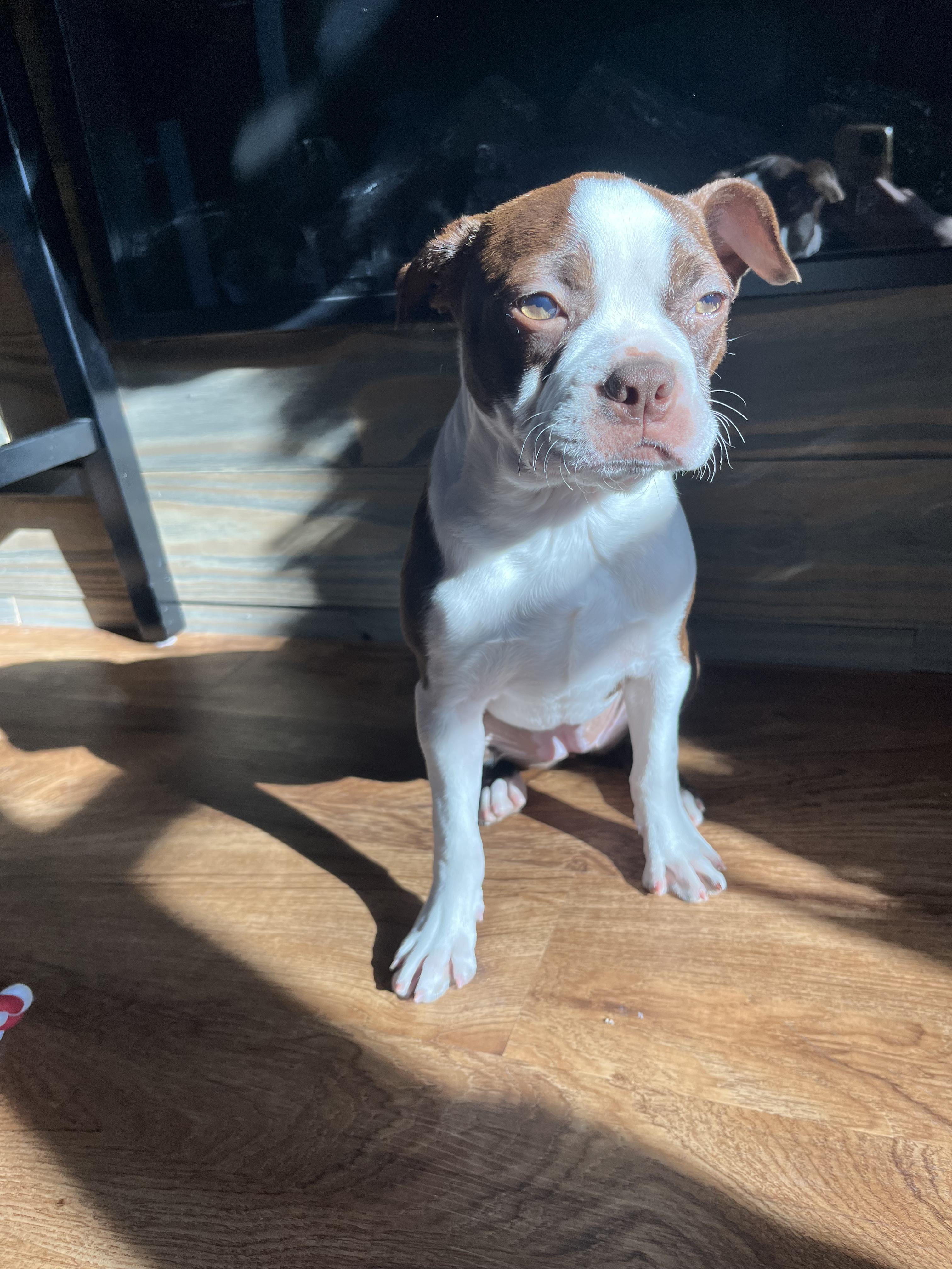 Dotti In Ks thumbnail 4