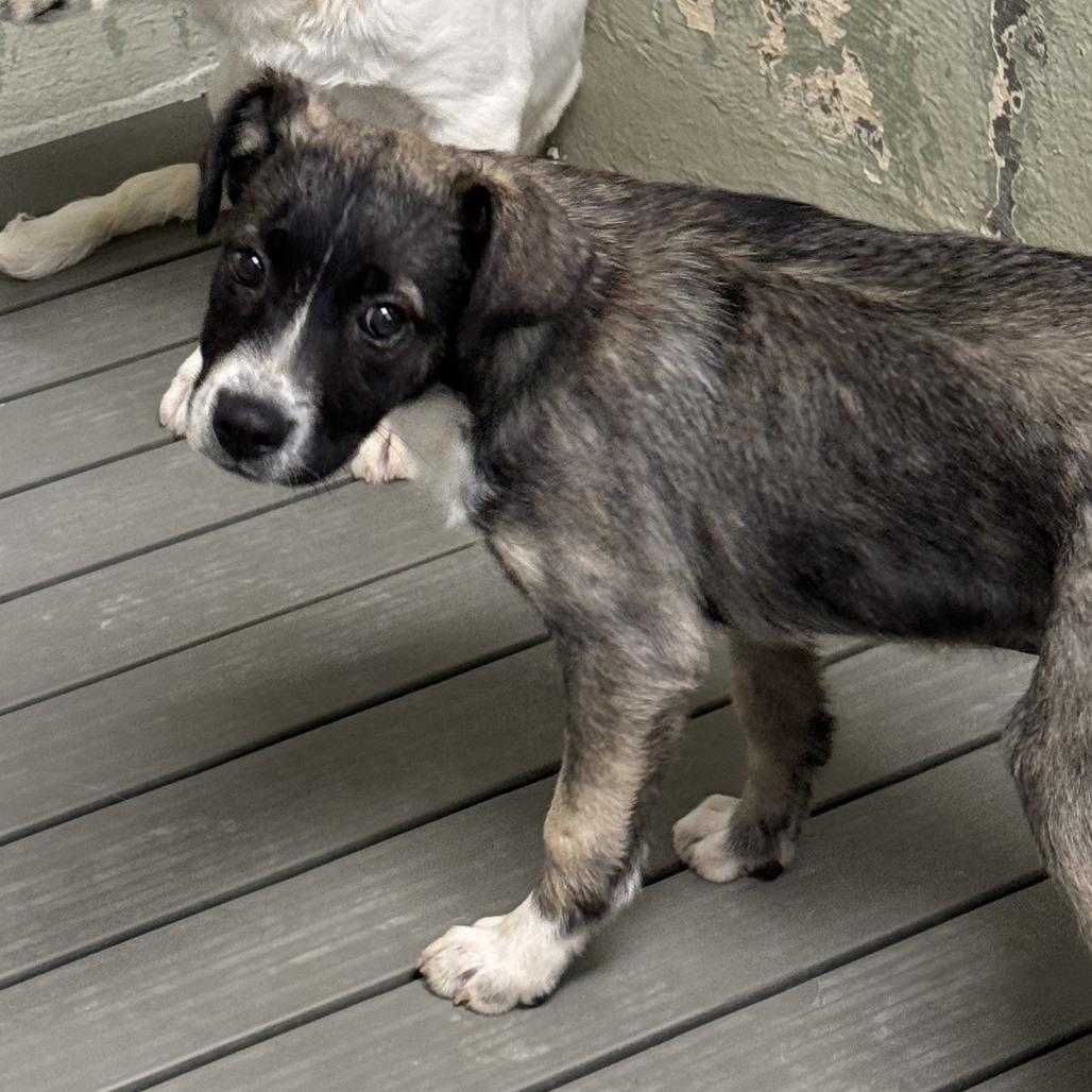 Valor, Adoptable, Puppy Female Mixed Breed.