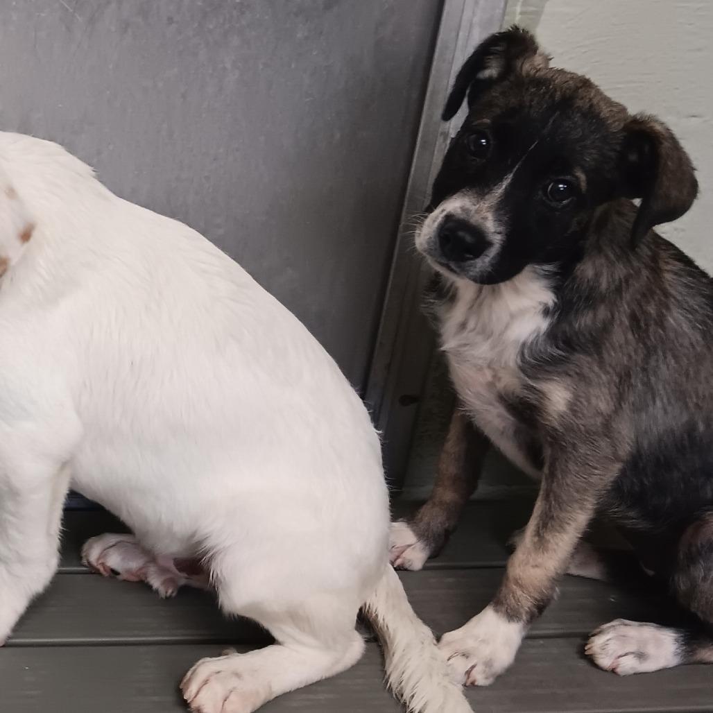 Enlarge Valor, a Adoptable Mixed Breed in Eureka Springs, AR image 2/3