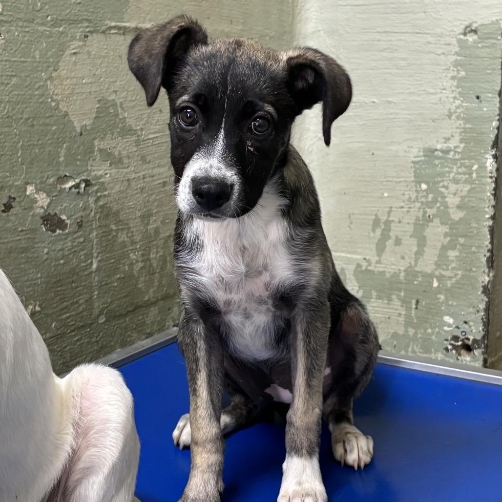 Enlarge Valor, a Adoptable Mixed Breed in Eureka Springs, AR image 3/3