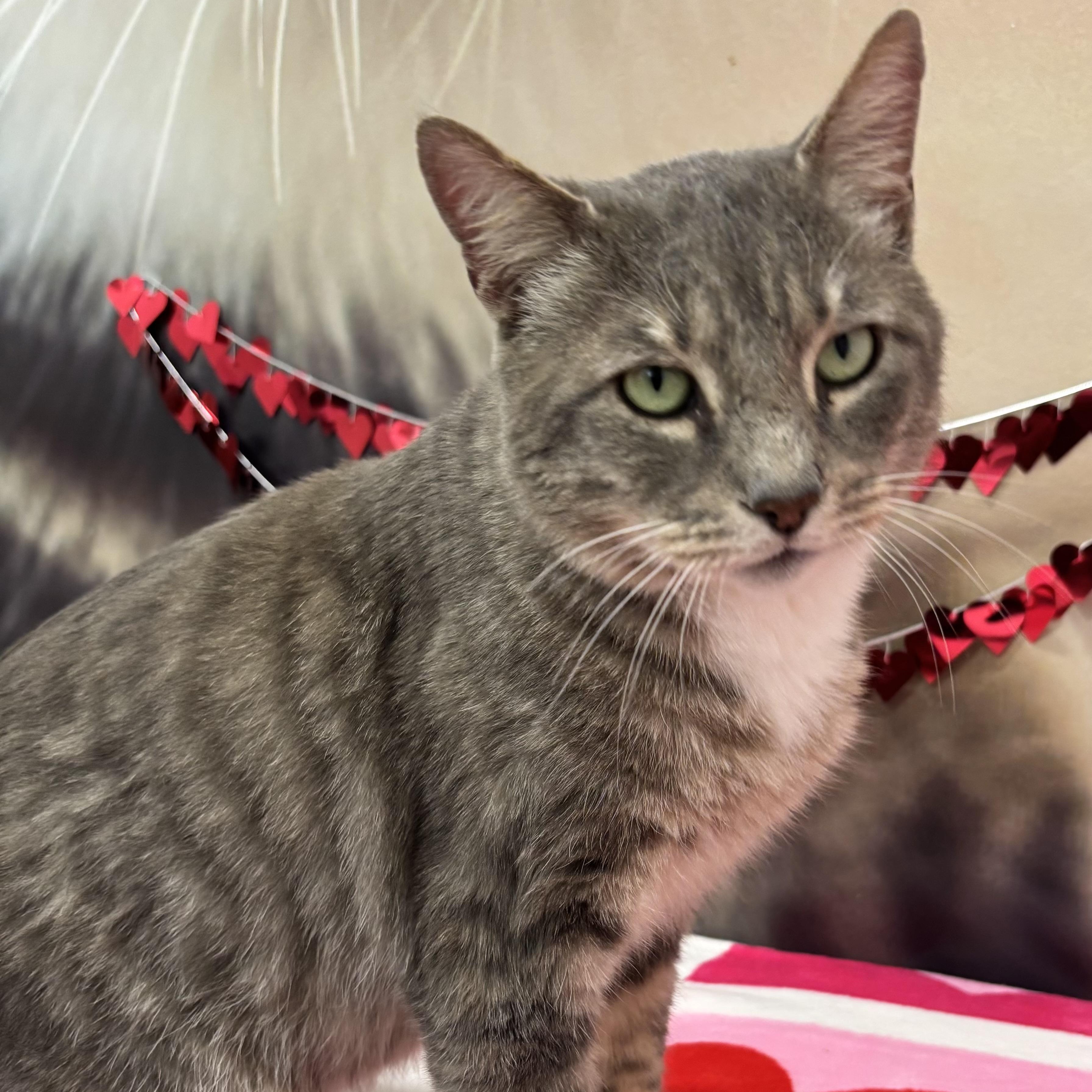 Enlarge Timmy, a Adoptable Domestic Short Hair in Oldsmar, FL image 1/6