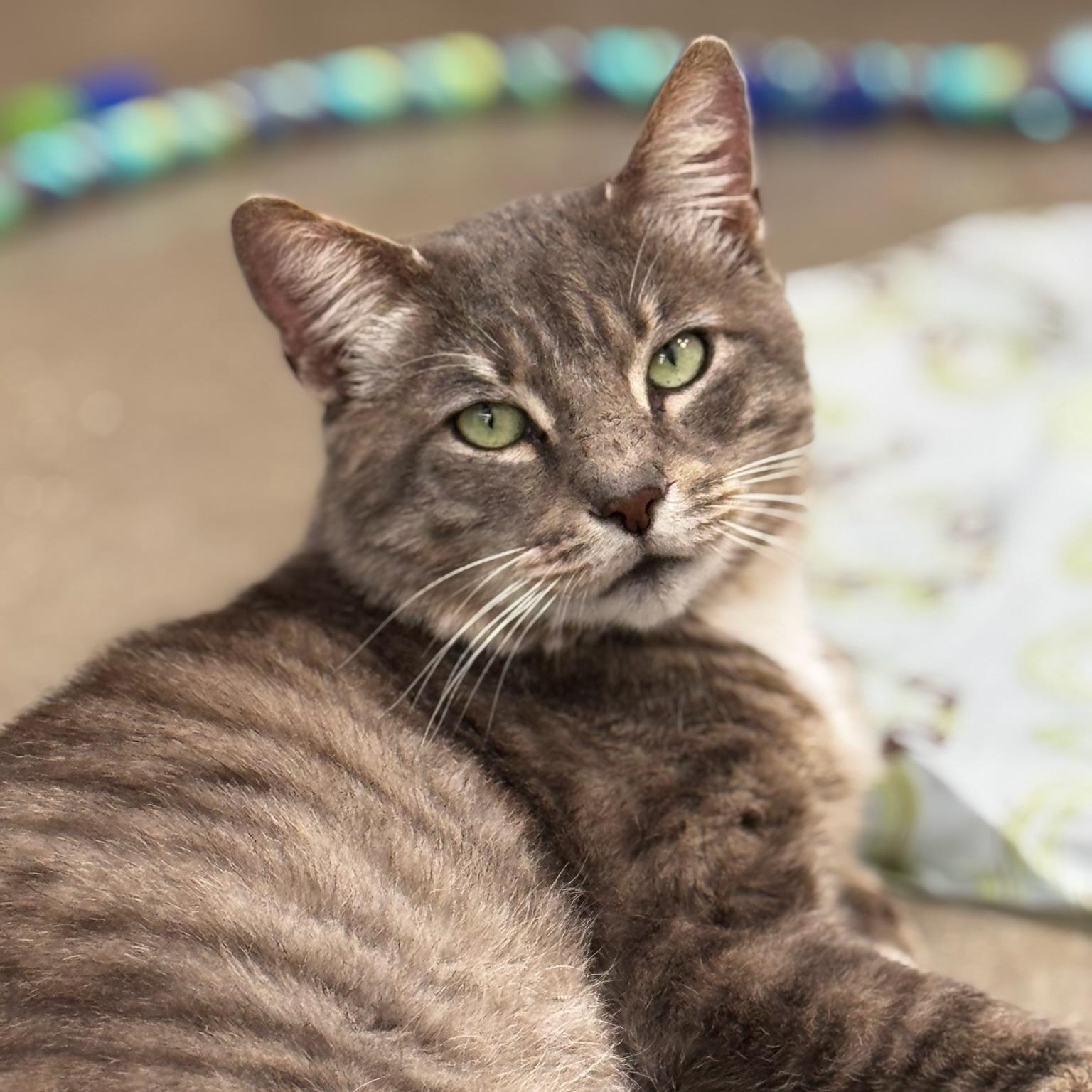 Timmy, a Adoptable Domestic Short Hair in Oldsmar, FL image 2/4