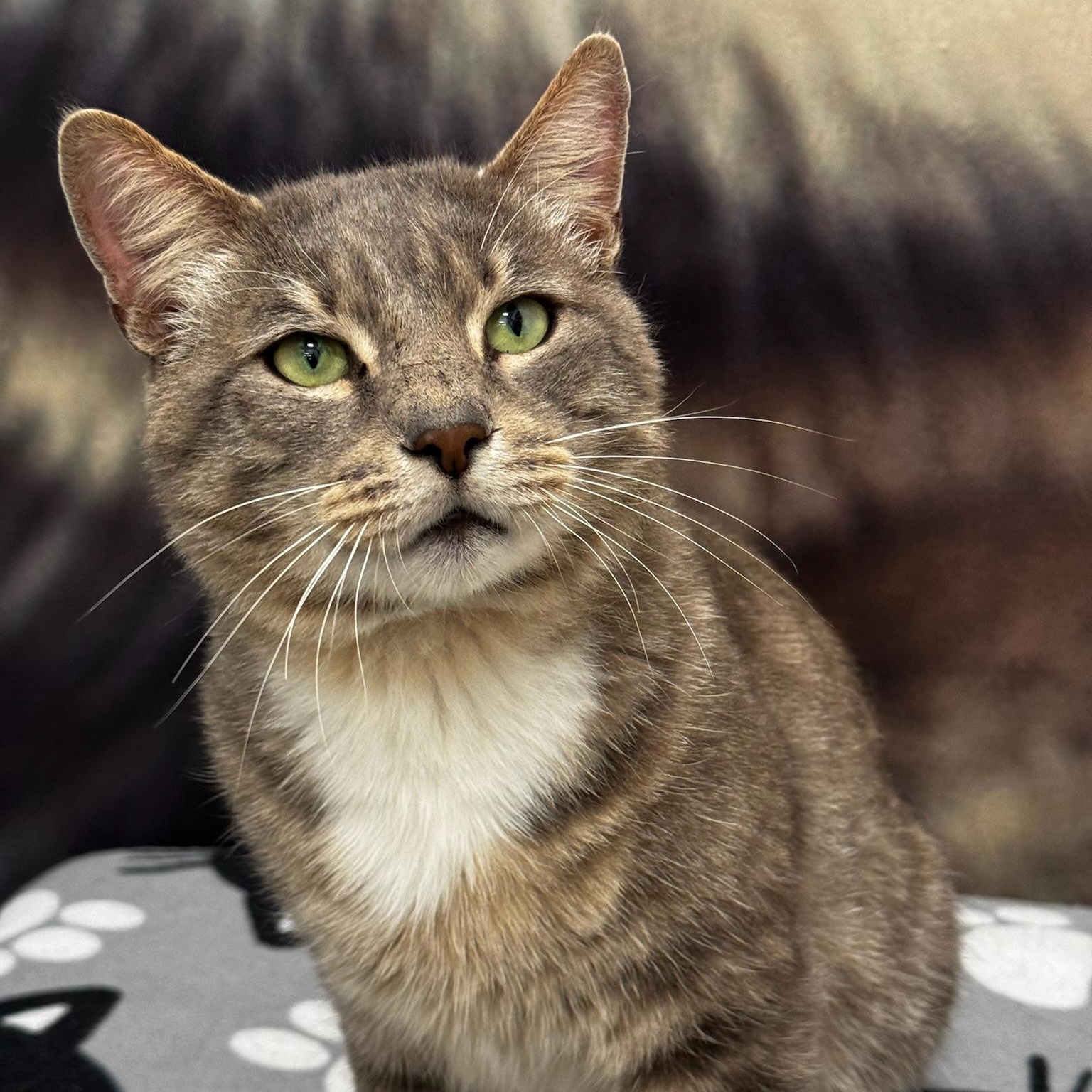 Timmy, Adoptable, Young Male Domestic Short Hair.