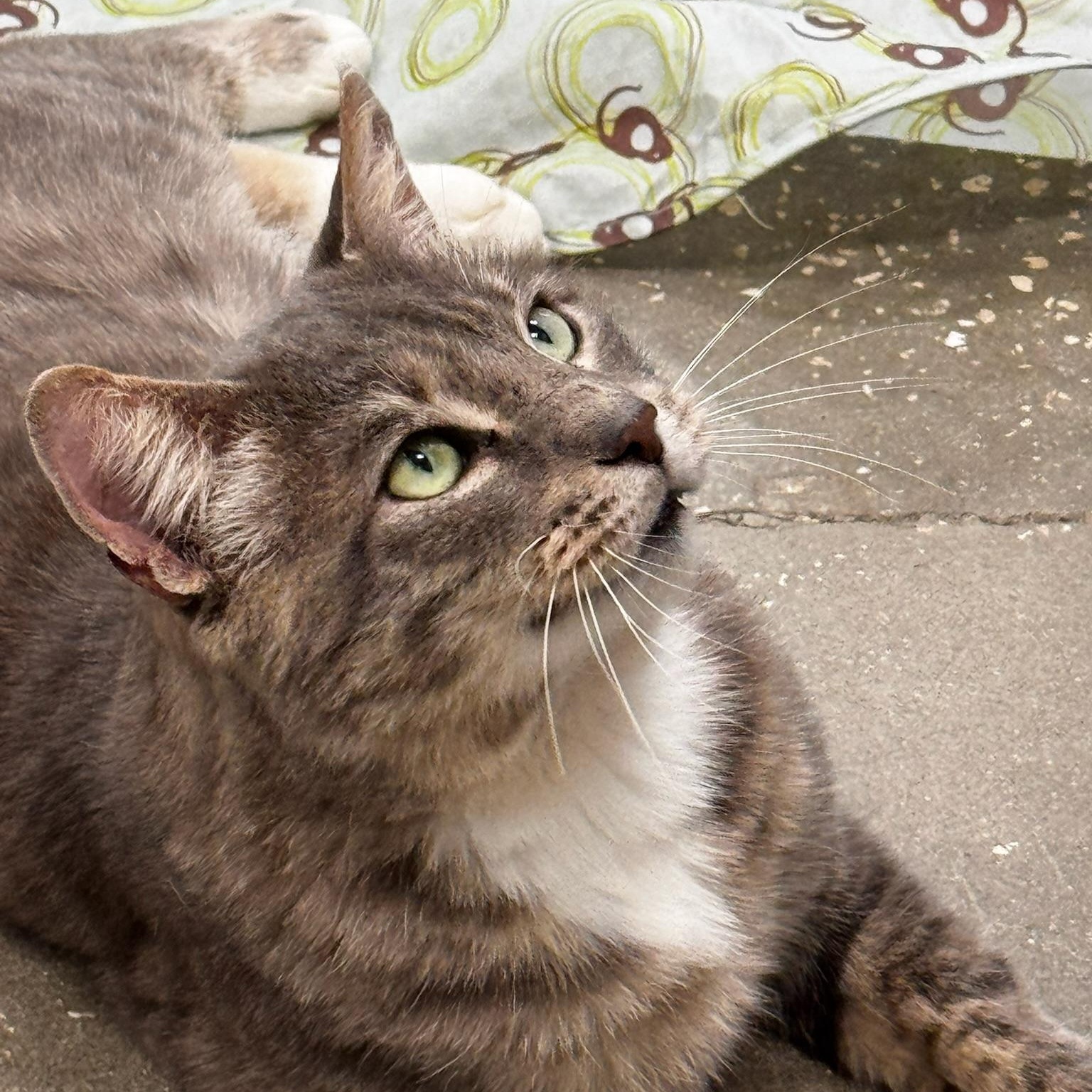 Timmy, a Adoptable Domestic Short Hair in Oldsmar, FL image 4/4