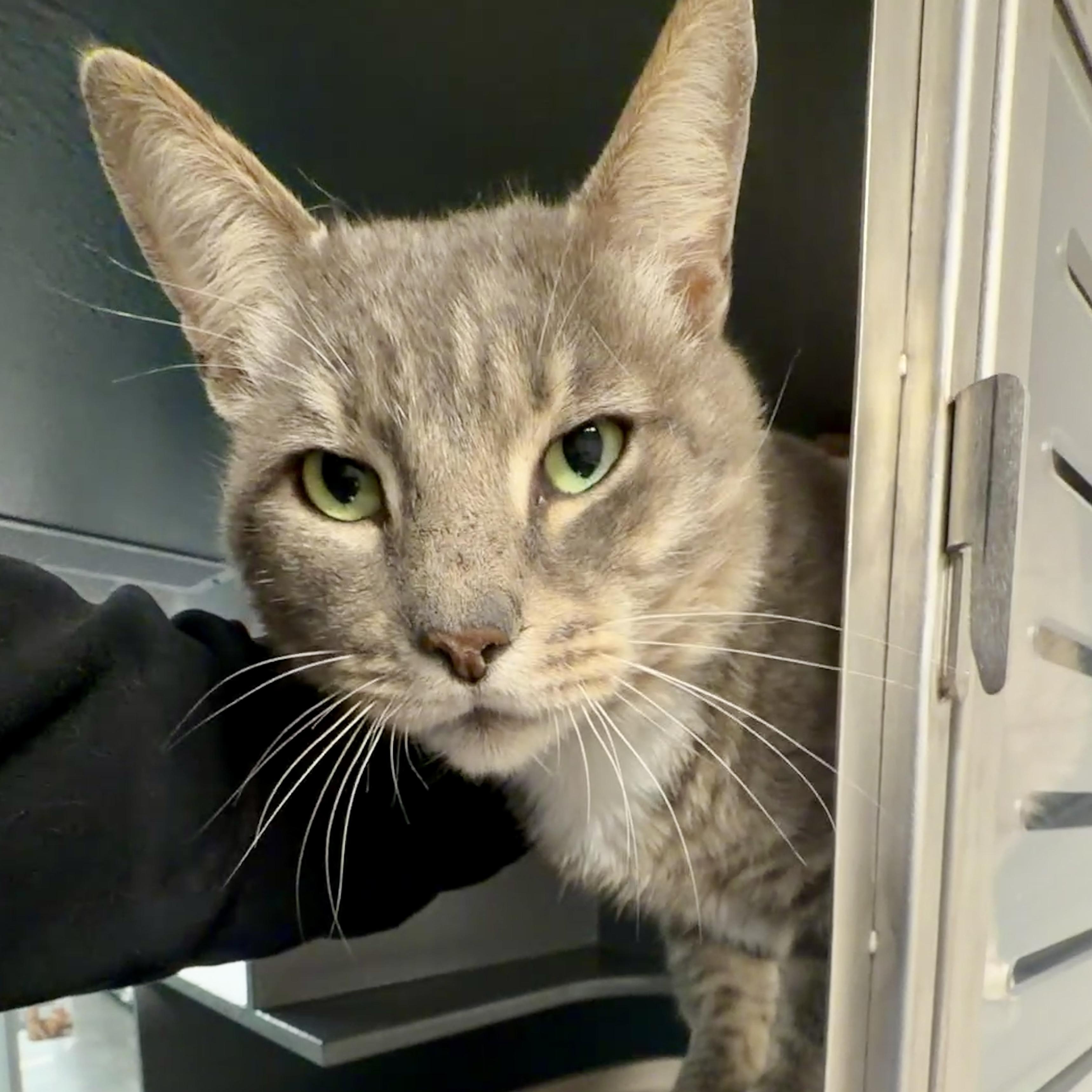 Timmy, a Adoptable Domestic Short Hair in Oldsmar, FL image 3/4