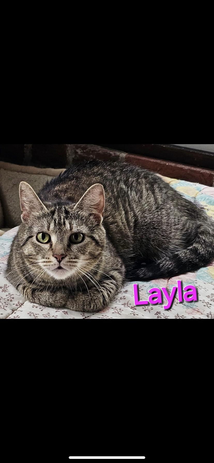 Layla, Adoptable, Adult Female Domestic Short Hair.