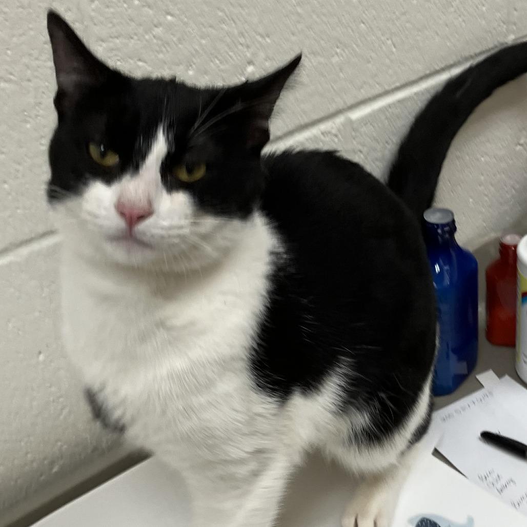 Bumper, Adoptable, Adult Male Domestic Short Hair.