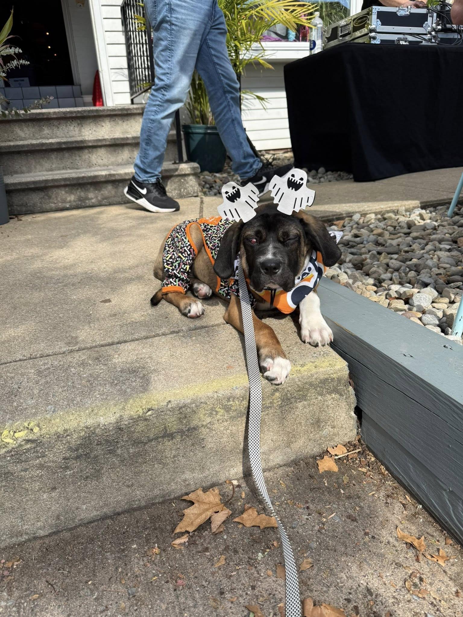 Spencer, Adopted, Young Male Hound.