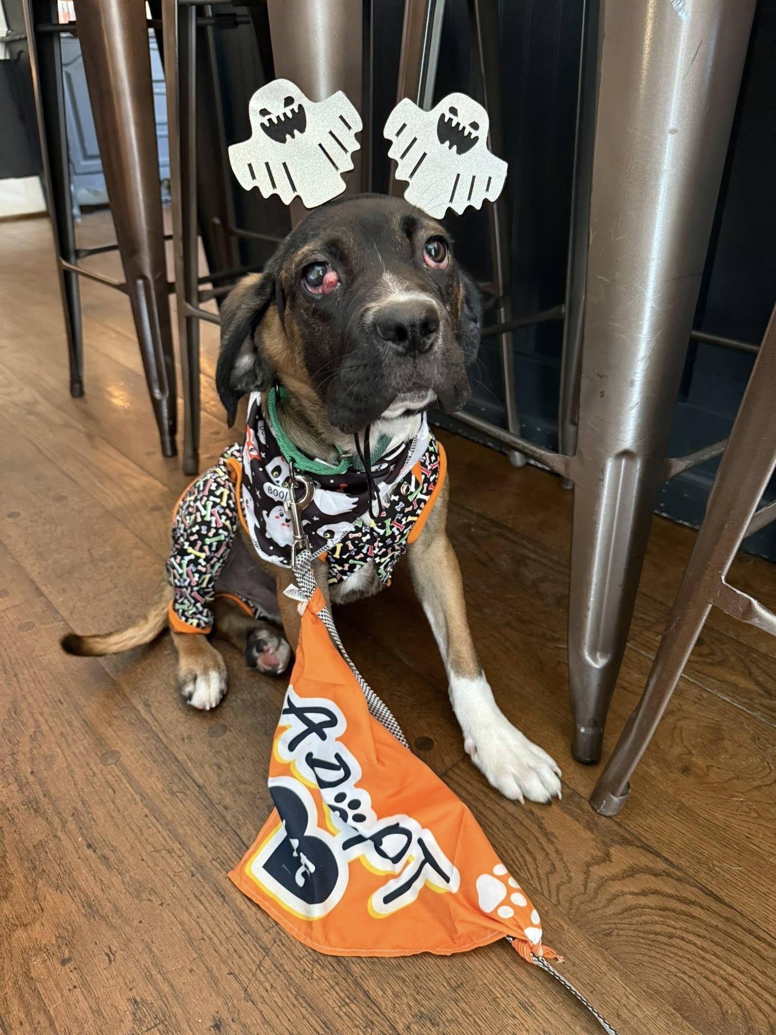 Spencer, a Adopted Hound in Glenmoore, PA image 2/2