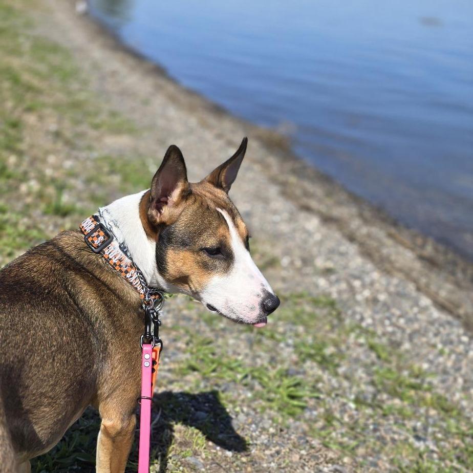 Mustang Sally, Adoptable, Young Female Bull Terrier.
