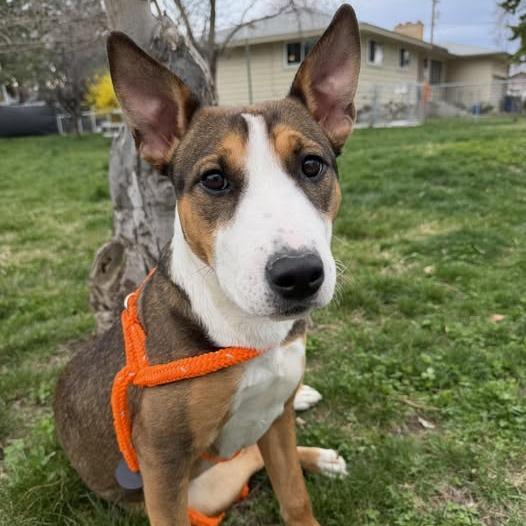 Enlarge Mustang Sally, a Adoptable Bull Terrier in Benton City, WA image 1/3