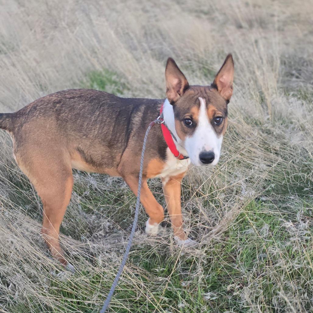 Enlarge Mustang Sally, a Adoptable Bull Terrier in Benton City, WA image 2/3