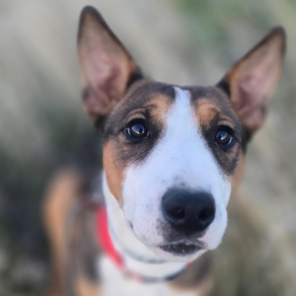 Enlarge Mustang Sally, a Adoptable Bull Terrier in Benton City, WA image 3/3