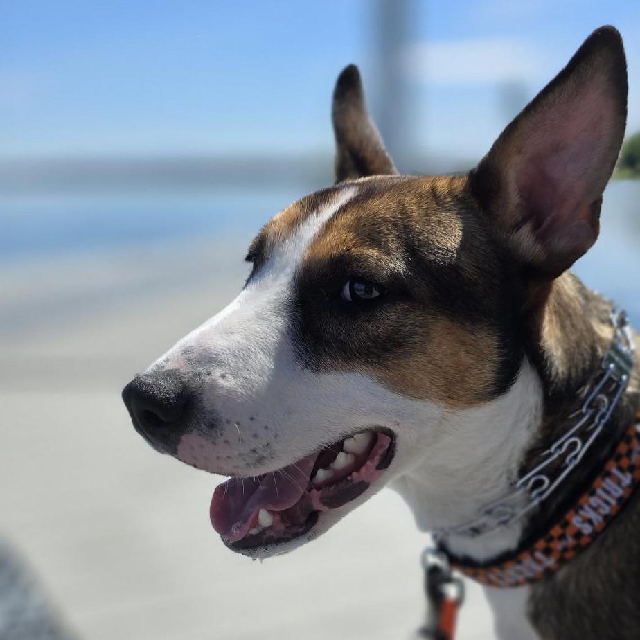 Enlarge Mustang Sally, a Adoptable Bull Terrier in Benton City, WA image 5/6