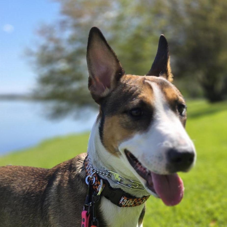 Enlarge Mustang Sally, a Adoptable Bull Terrier in Benton City, WA image 6/6
