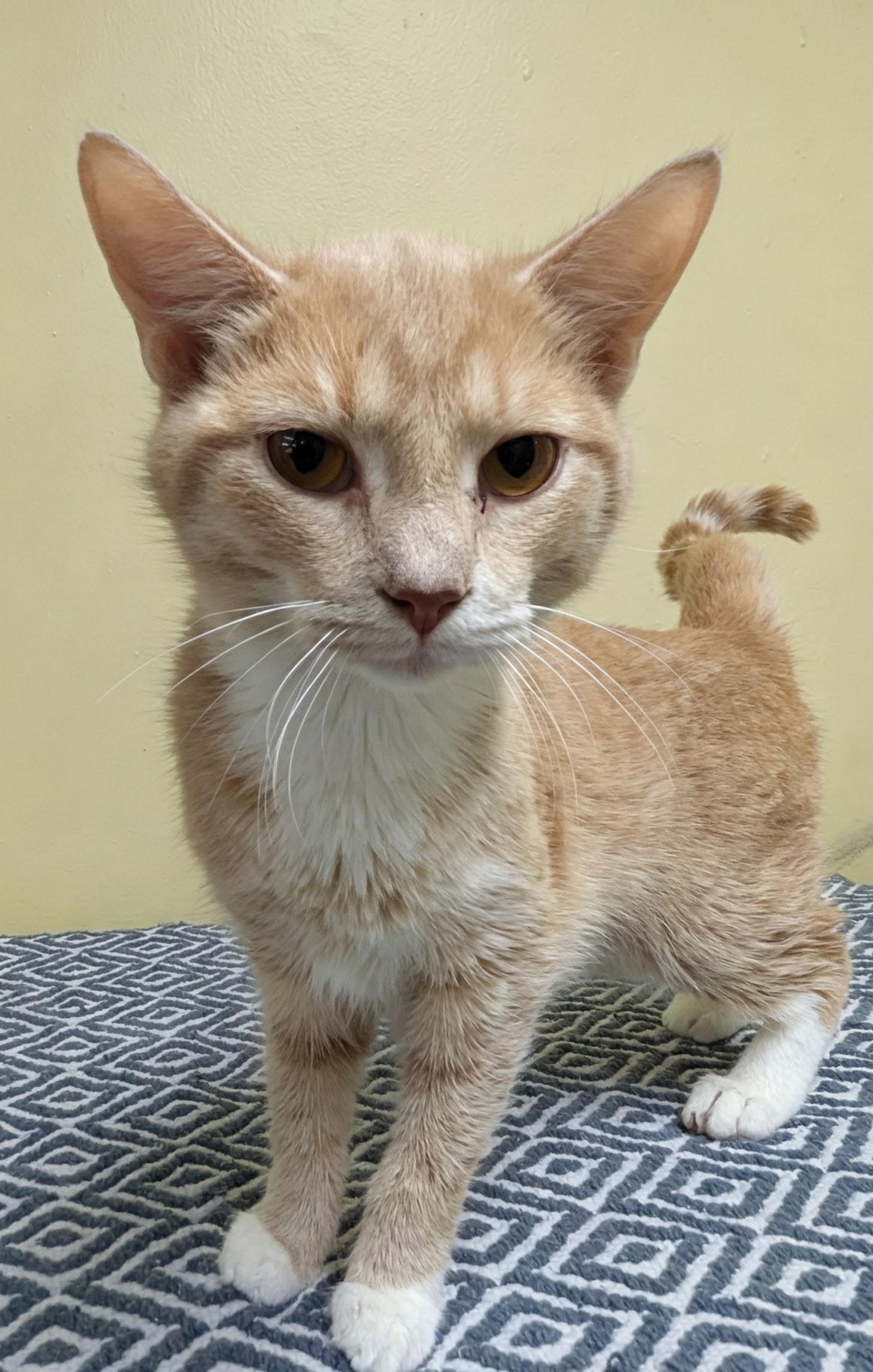 Billy, Adoptable, Young Male Domestic Short Hair.