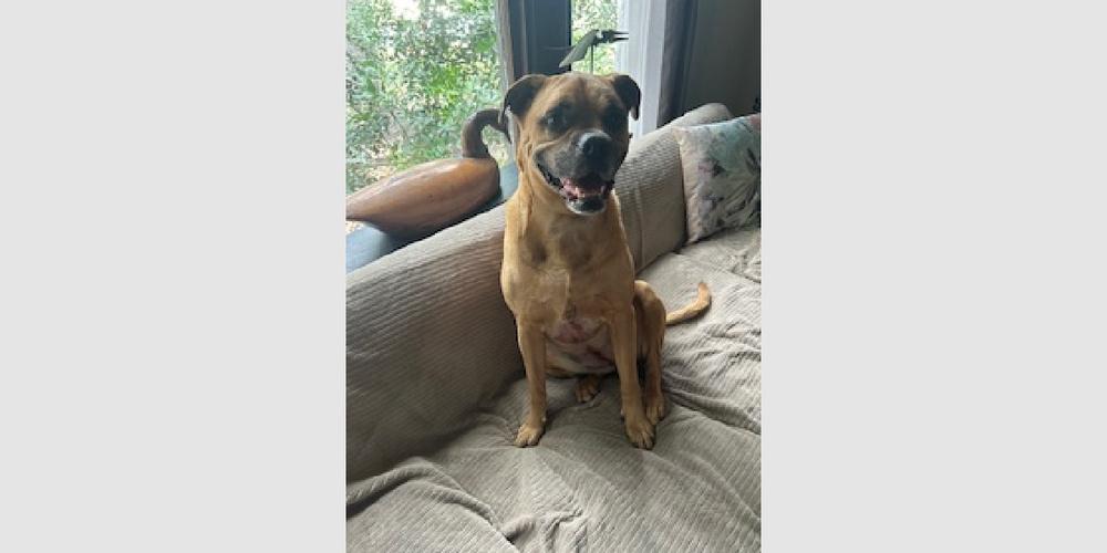 Daisy VIII, a Adoptable Boxer image 2/3