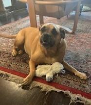 Daisy VIII, a Adoptable Boxer image 3/3