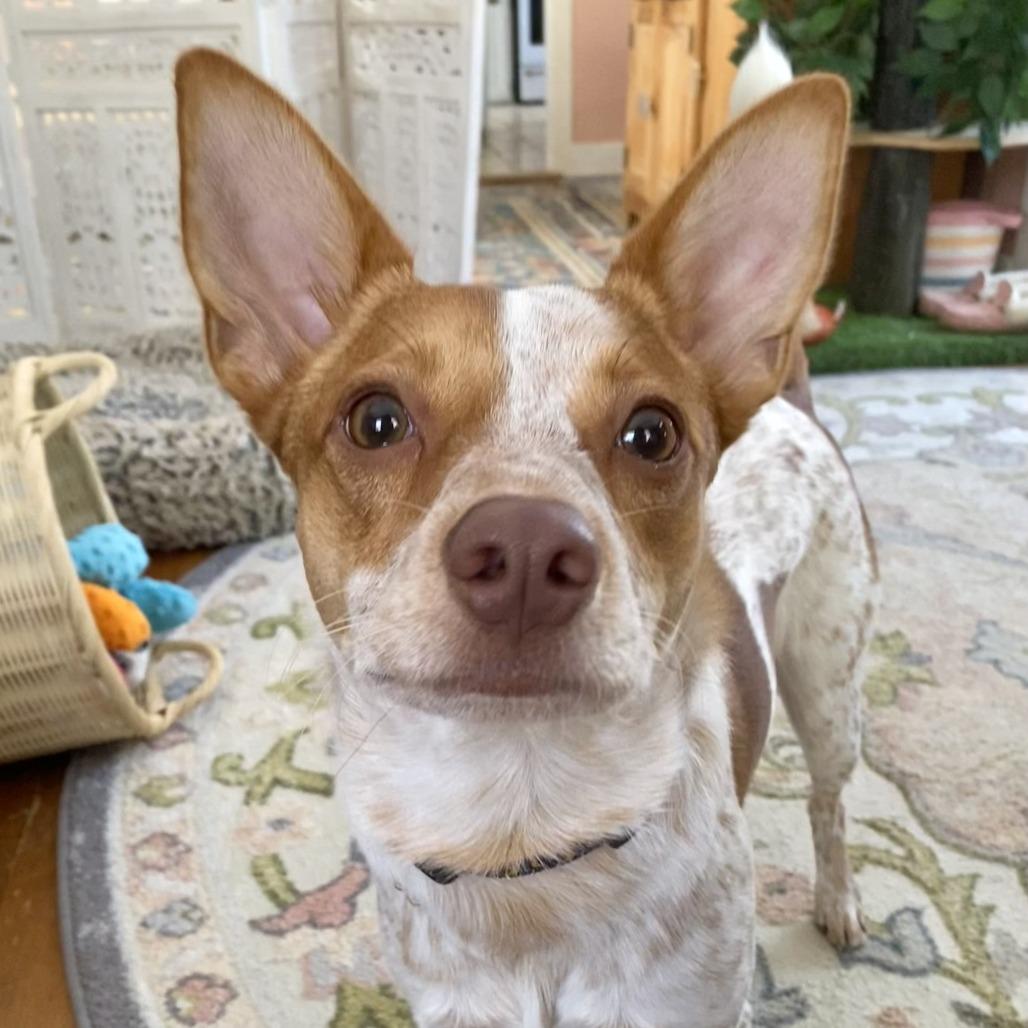 Enlarge George, a Adoptable Cattle Dog in Brooklyn, NY image 1/6