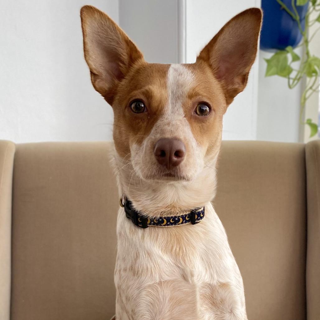 Enlarge George, a Adoptable Cattle Dog in Brooklyn, NY image 2/6