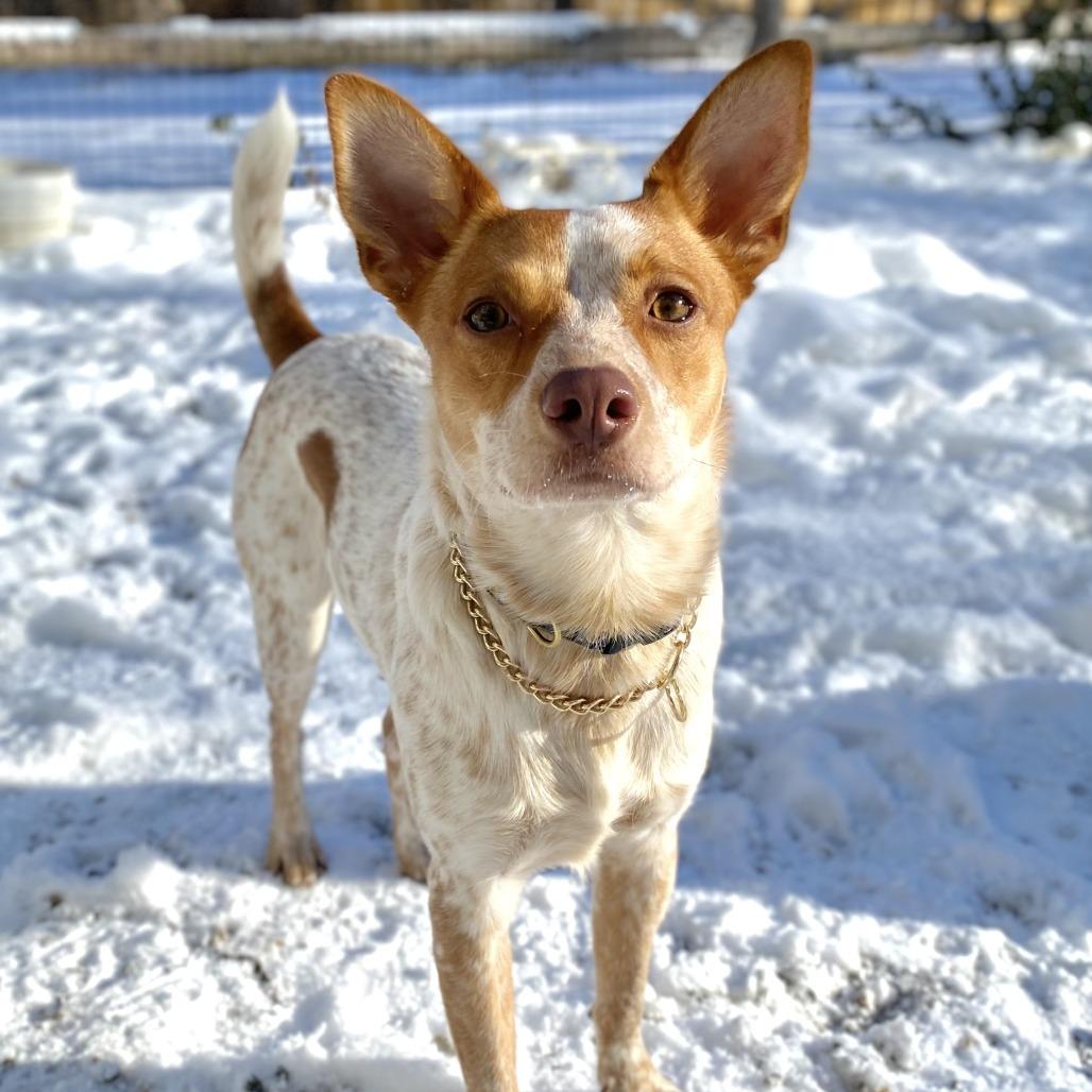 Enlarge George, a Adoptable Cattle Dog in Brooklyn, NY image 2/6